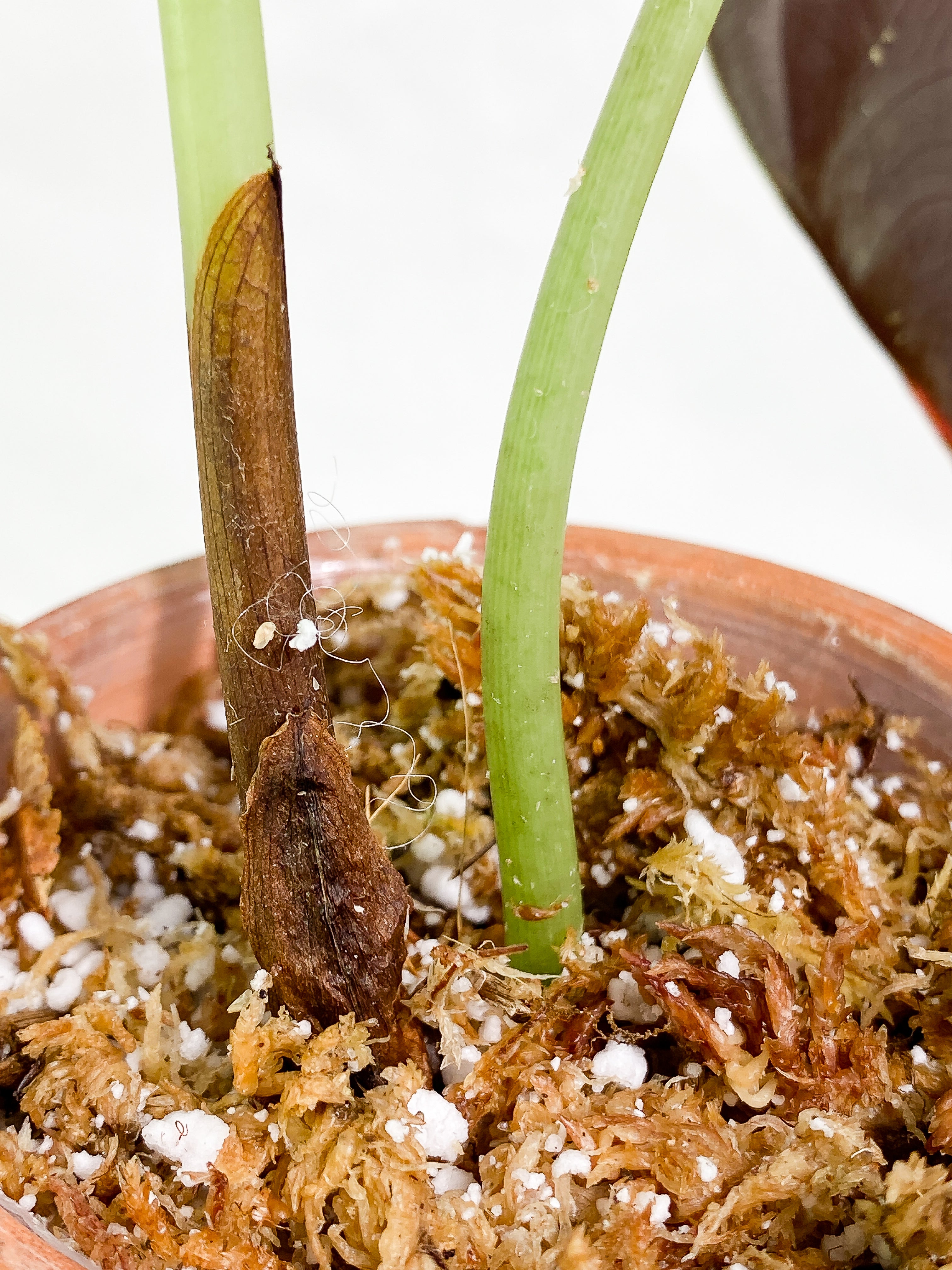 Alocasia cuprea red secret 2 leaves rooted