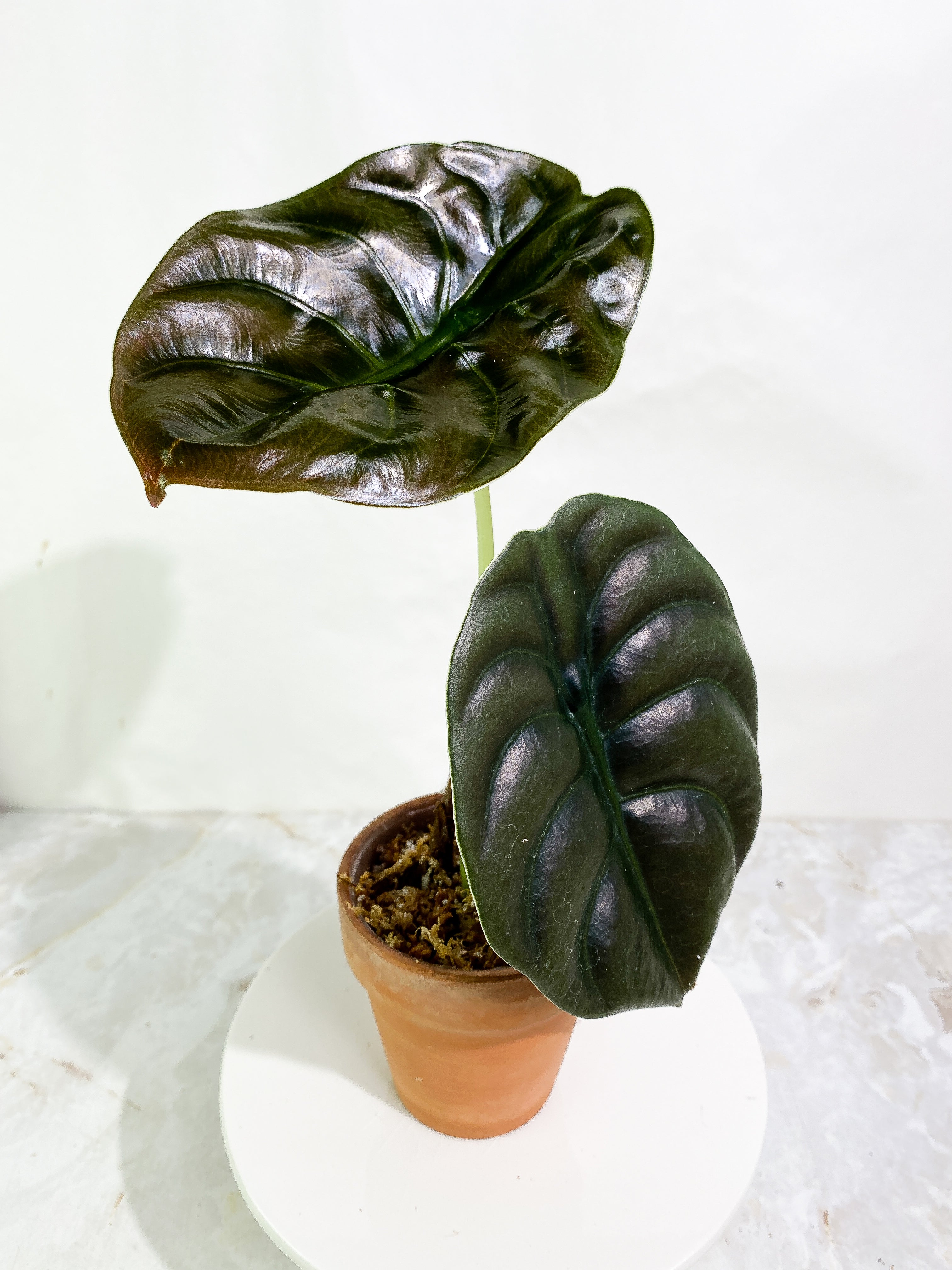 Alocasia cuprea red secret 2 leaves rooted