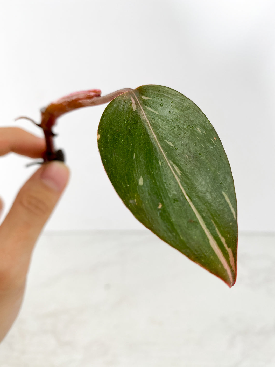 Philodendron red Anderson Rooting double nodes 1 leaf