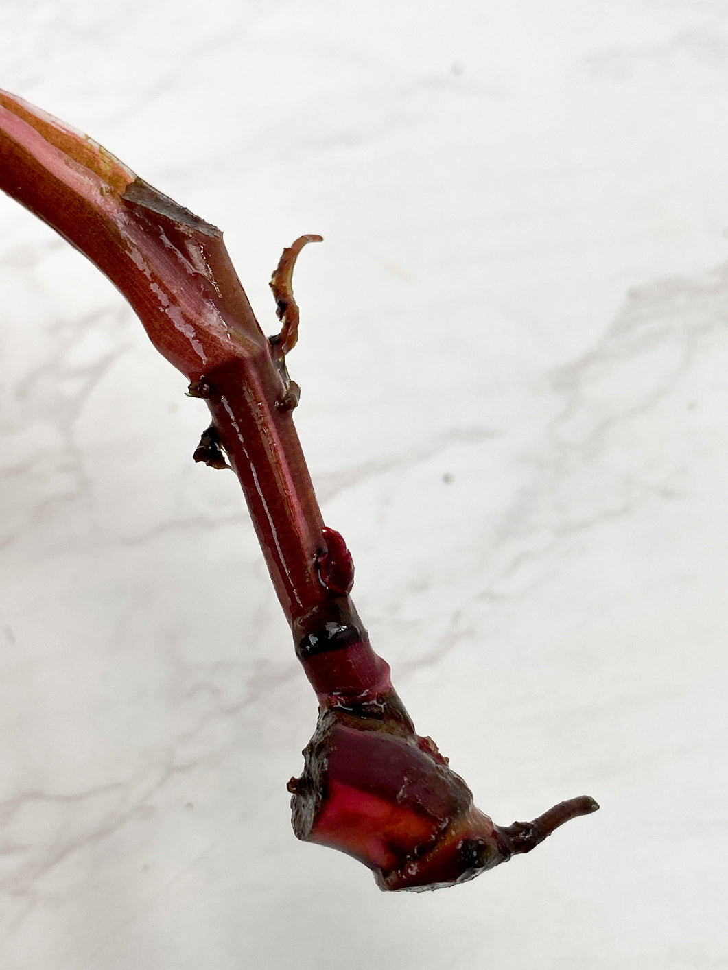 Philodendron red Anderson Rooting double nodes 1 leaf