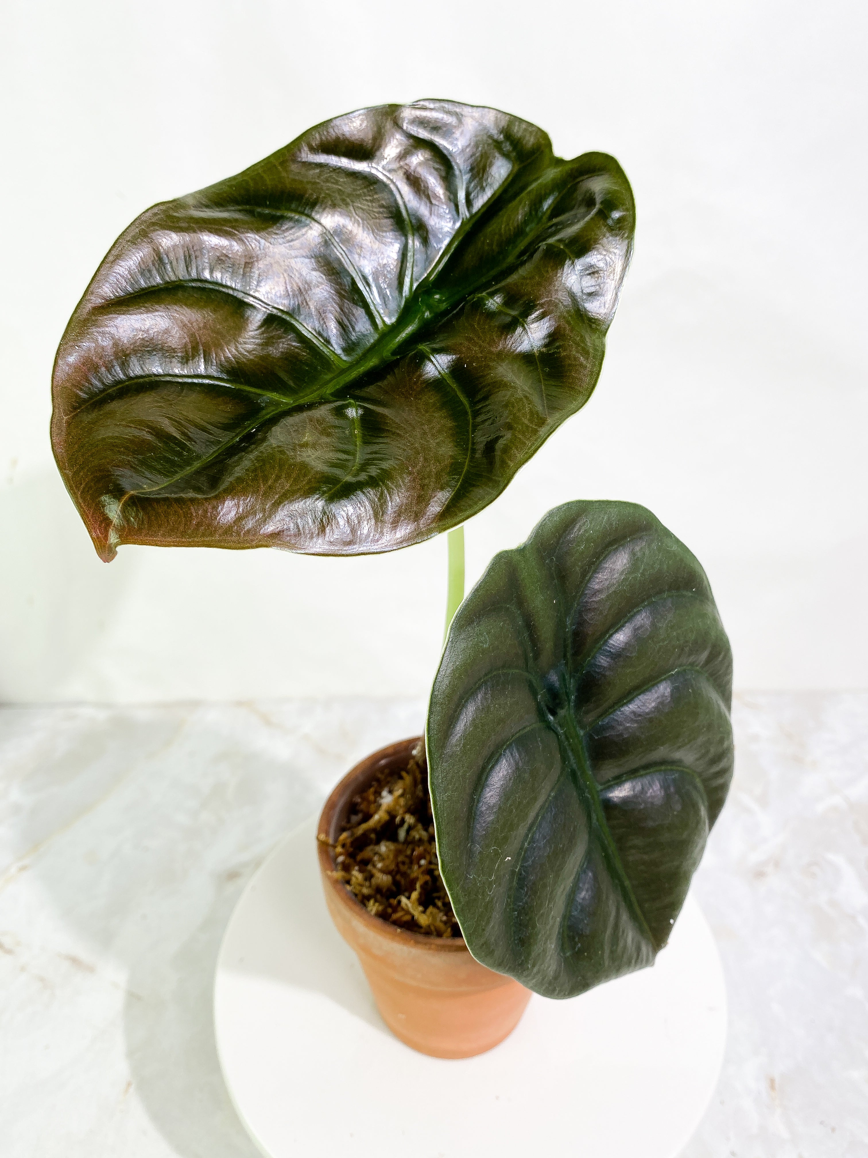 Alocasia cuprea red secret 2 leaves rooted