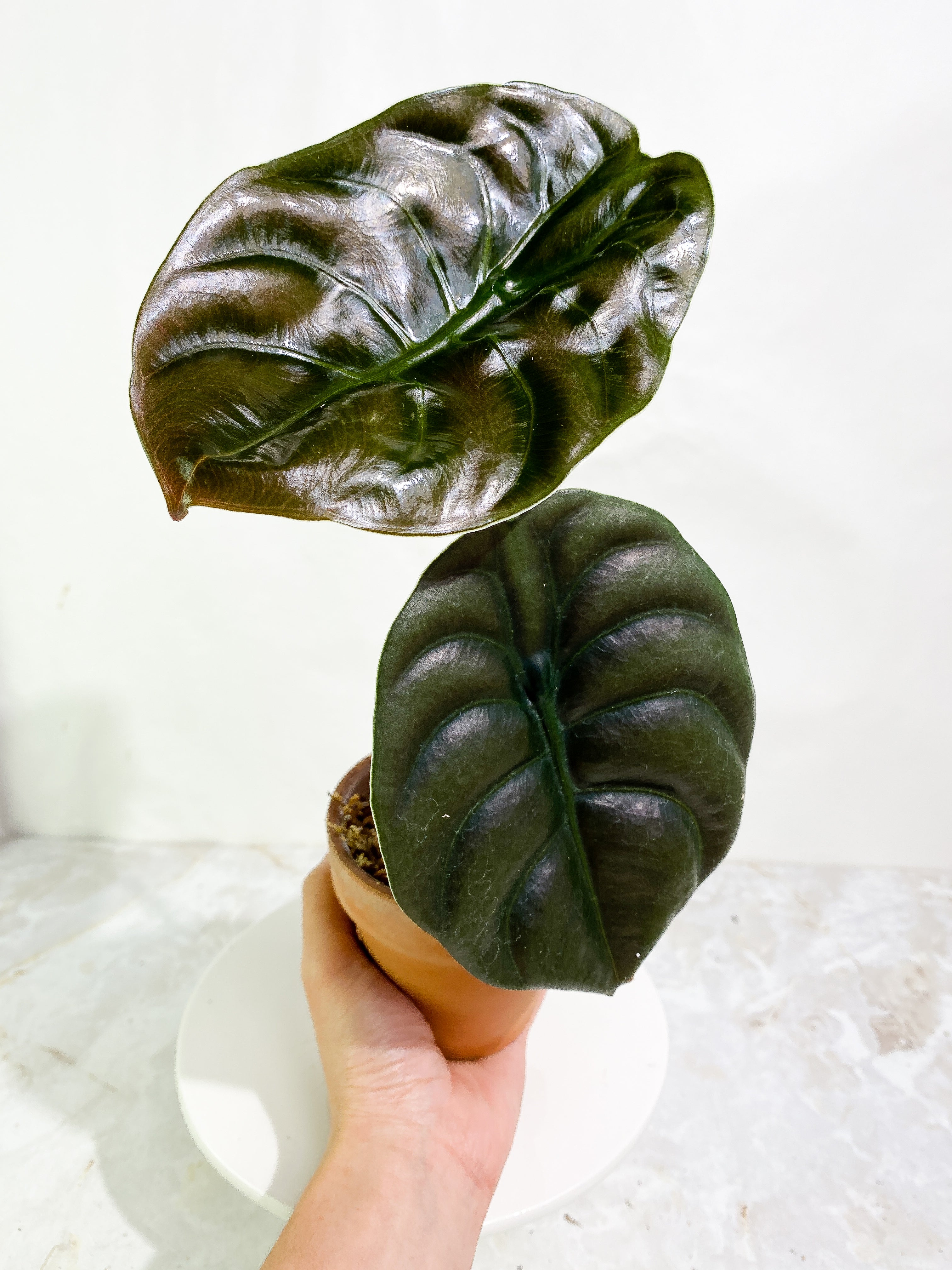 Alocasia cuprea red secret 2 leaves rooted