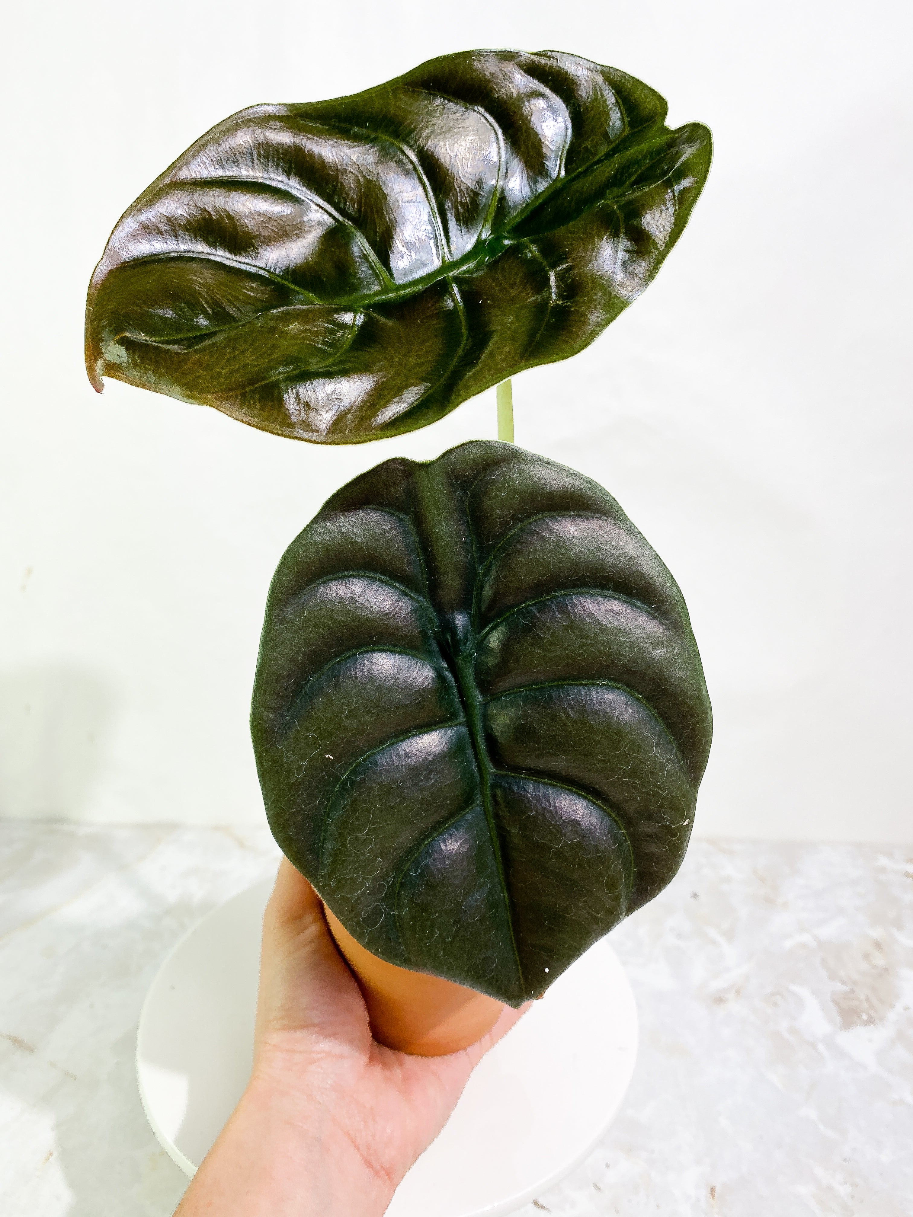 Alocasia cuprea red secret 2 leaves rooted