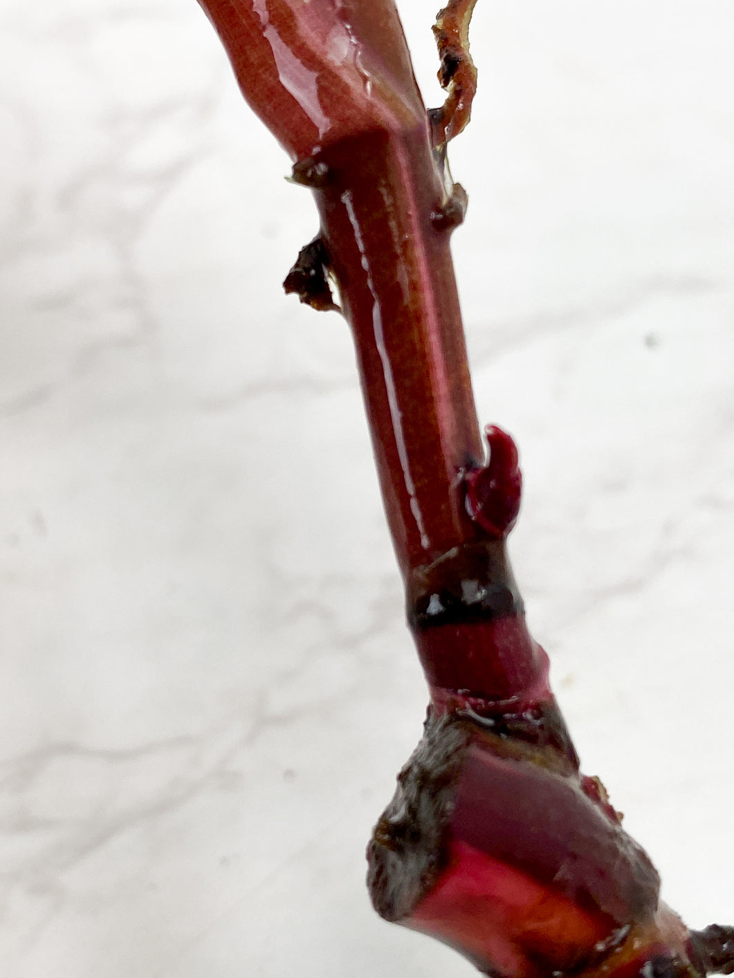 Philodendron red Anderson Rooting double nodes 1 leaf