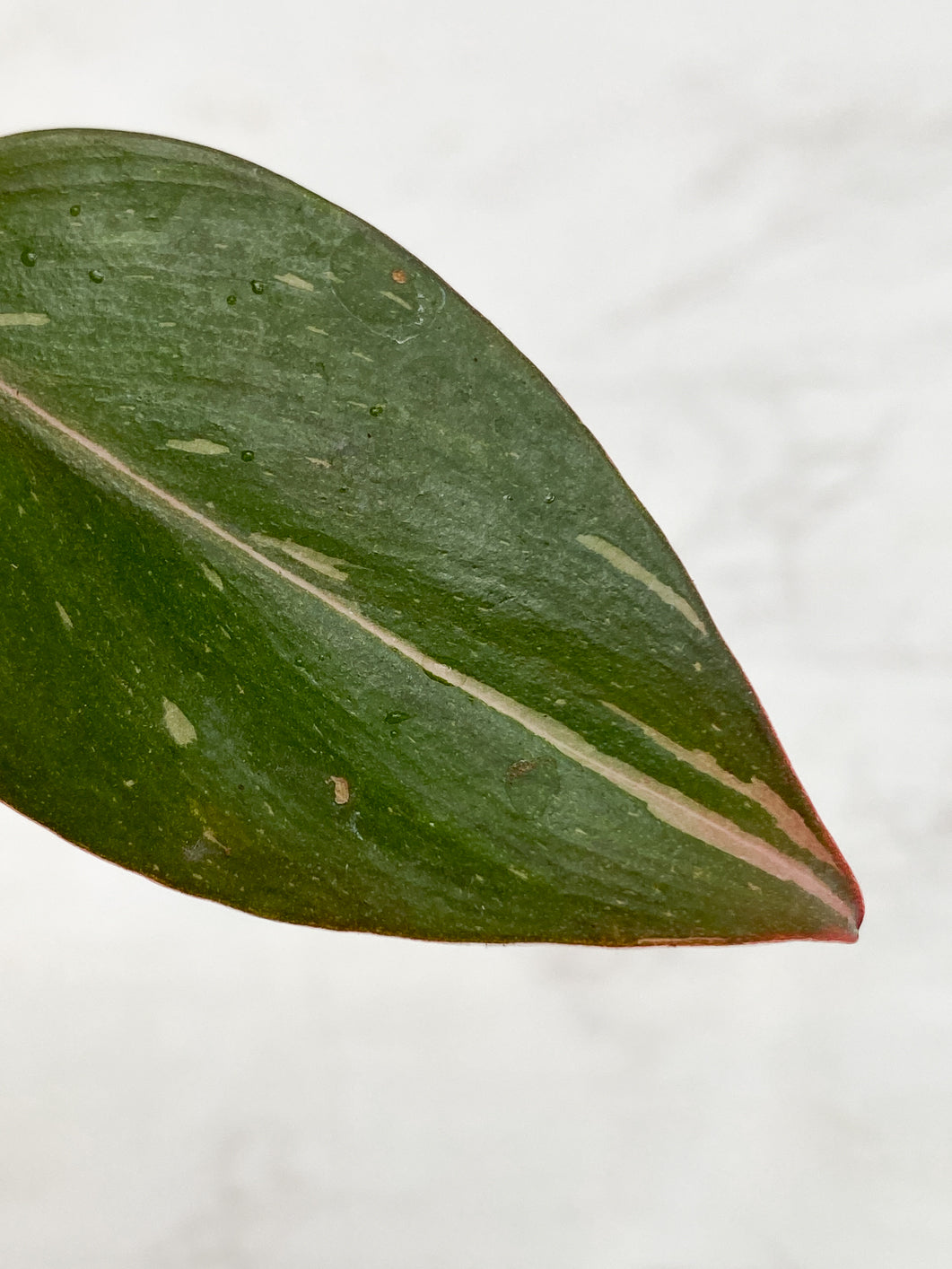 Philodendron red Anderson Rooting double nodes 1 leaf