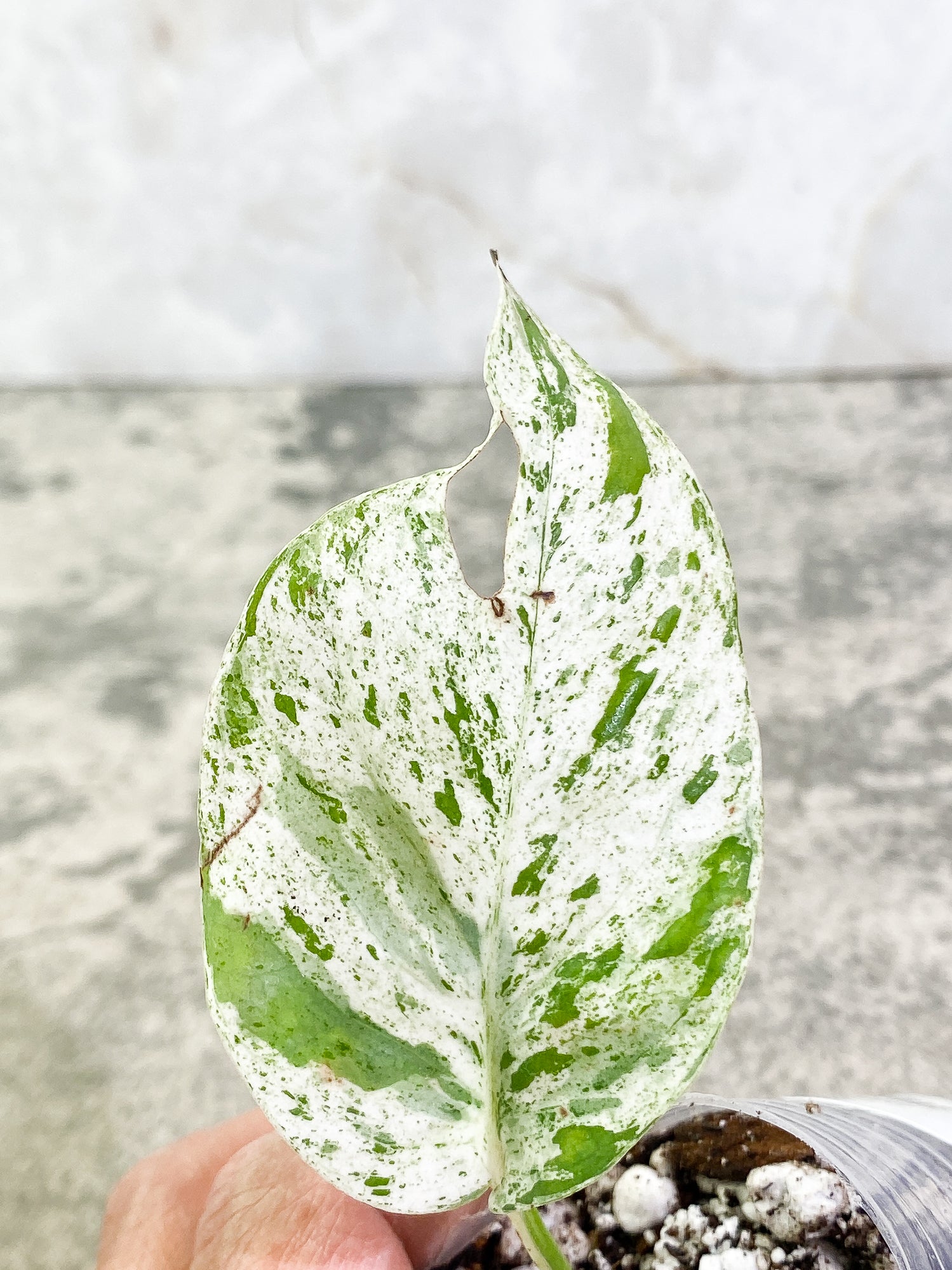 Epipremnum pinnatum marble 1 leaf 1 sprout Rooted