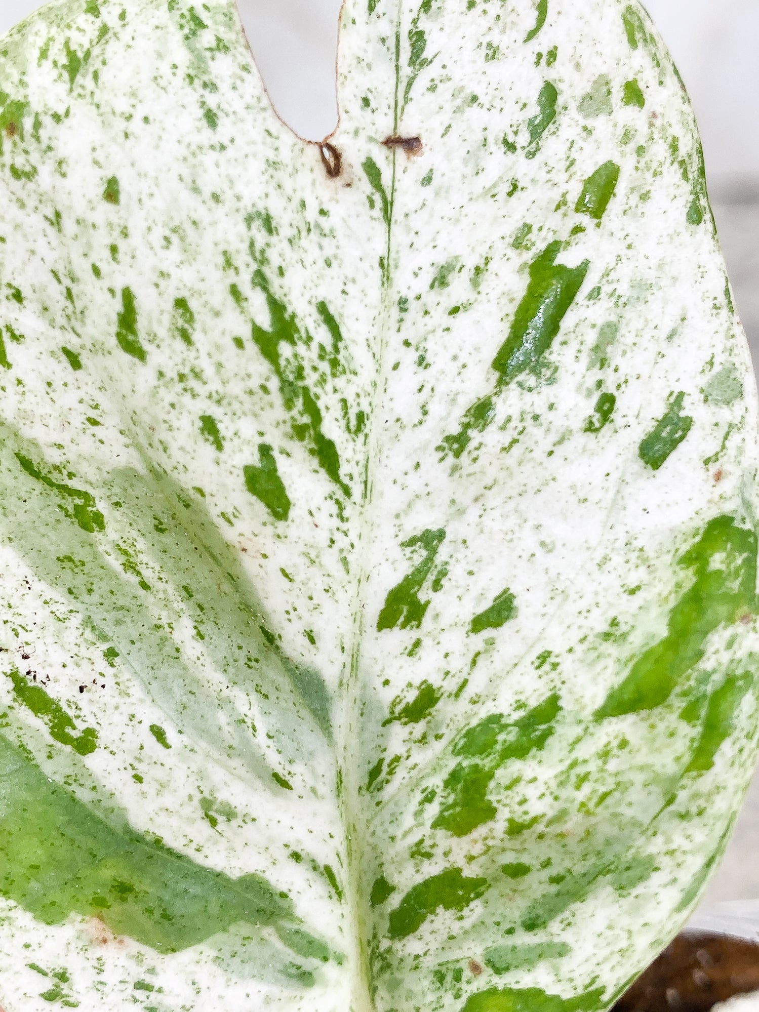 Epipremnum pinnatum marble 1 leaf 1 sprout Rooted
