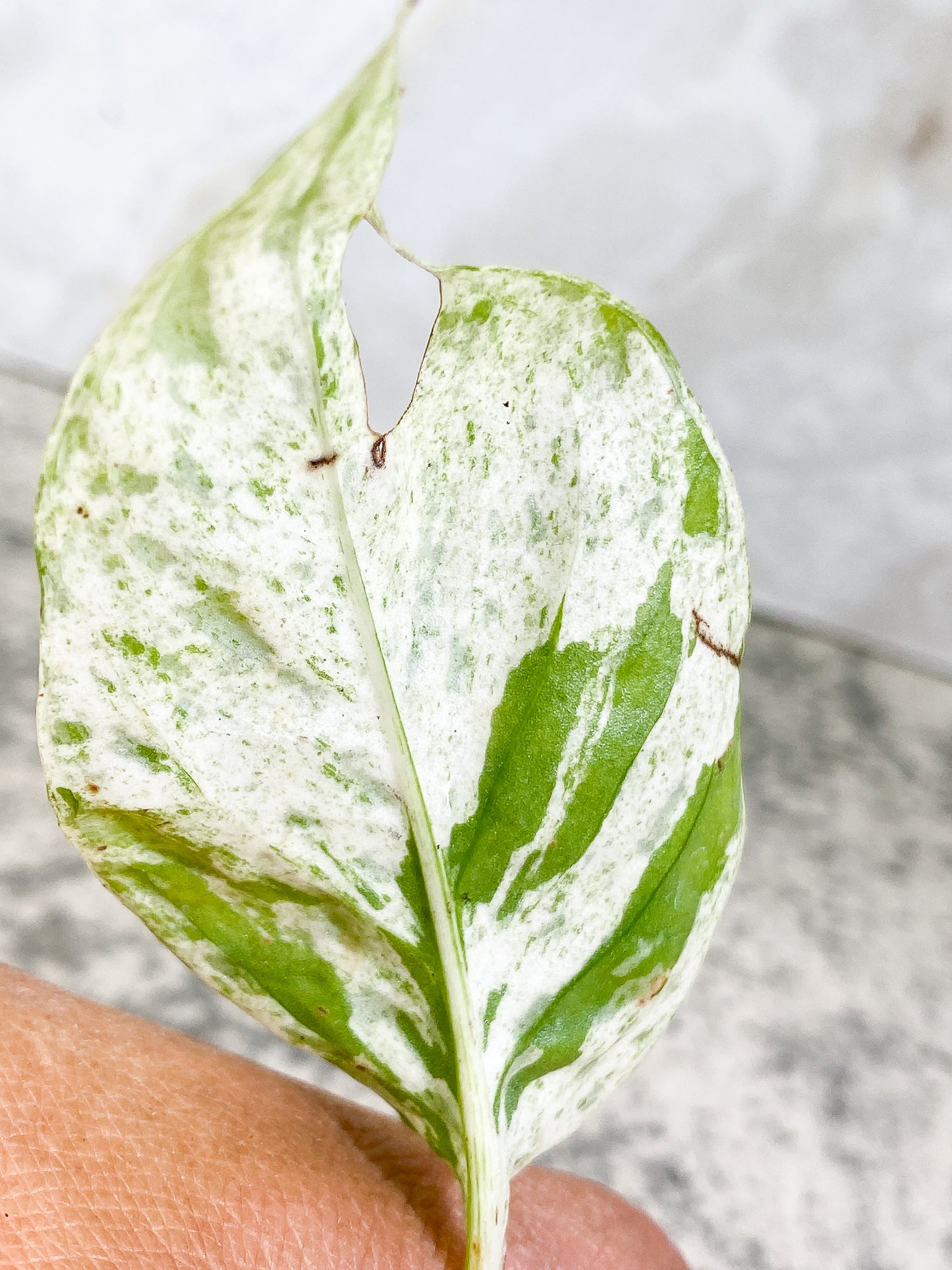 Epipremnum pinnatum marble 1 leaf 1 sprout Rooted