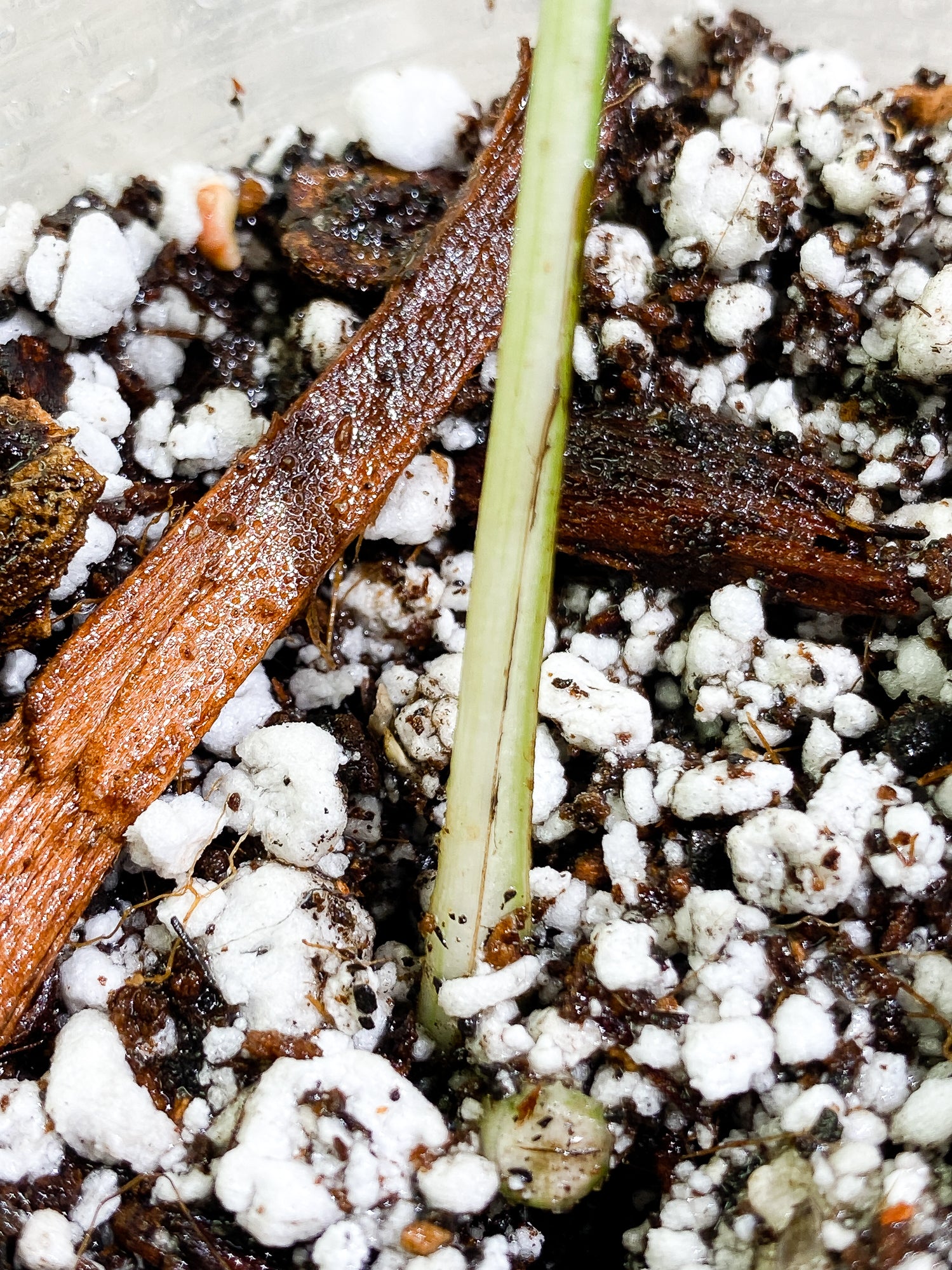 Epipremnum pinnatum marble 1 leaf 1 sprout Rooted