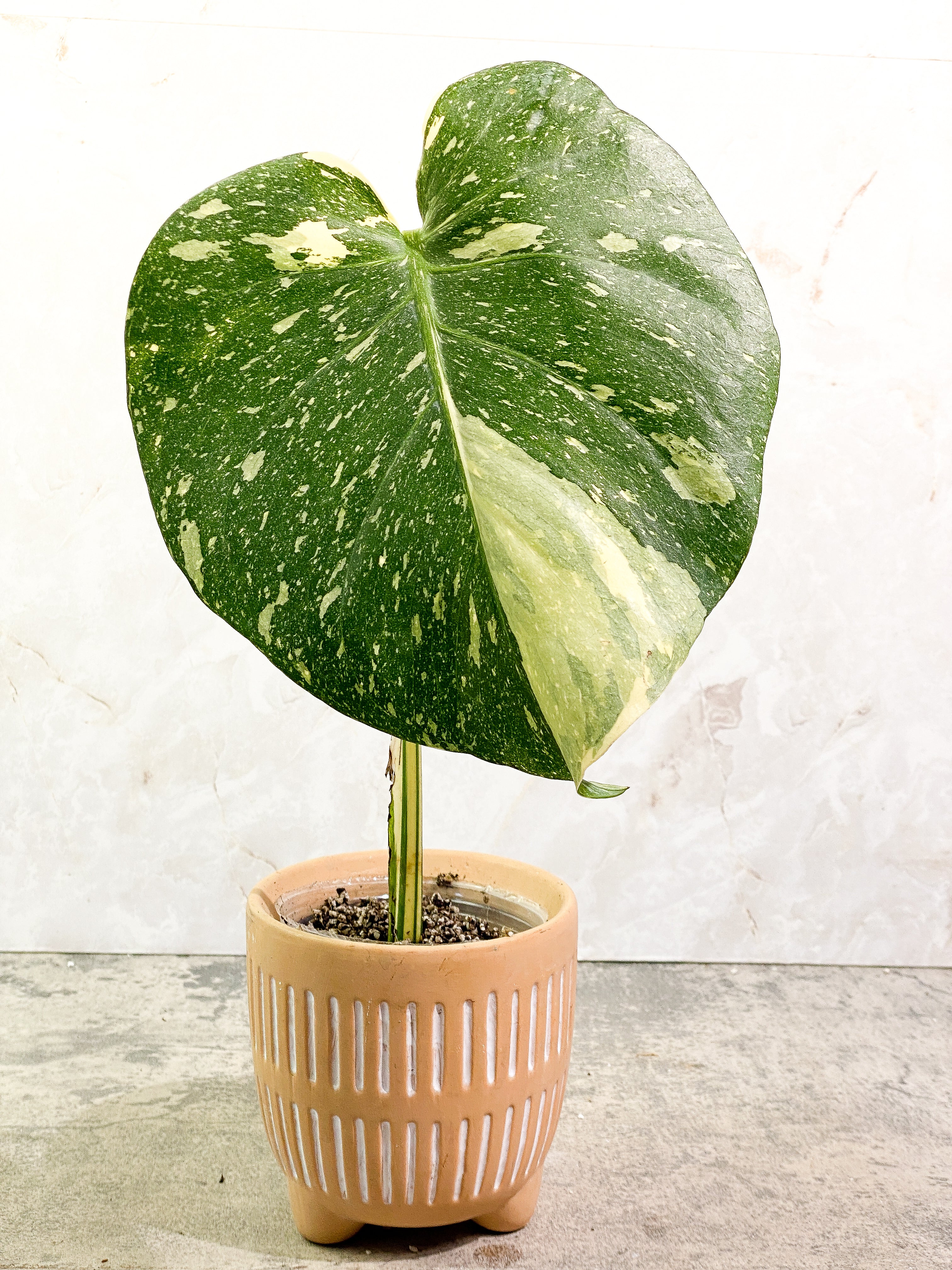 Monstera Thai Constellation Slightly Rooted 1 leaf