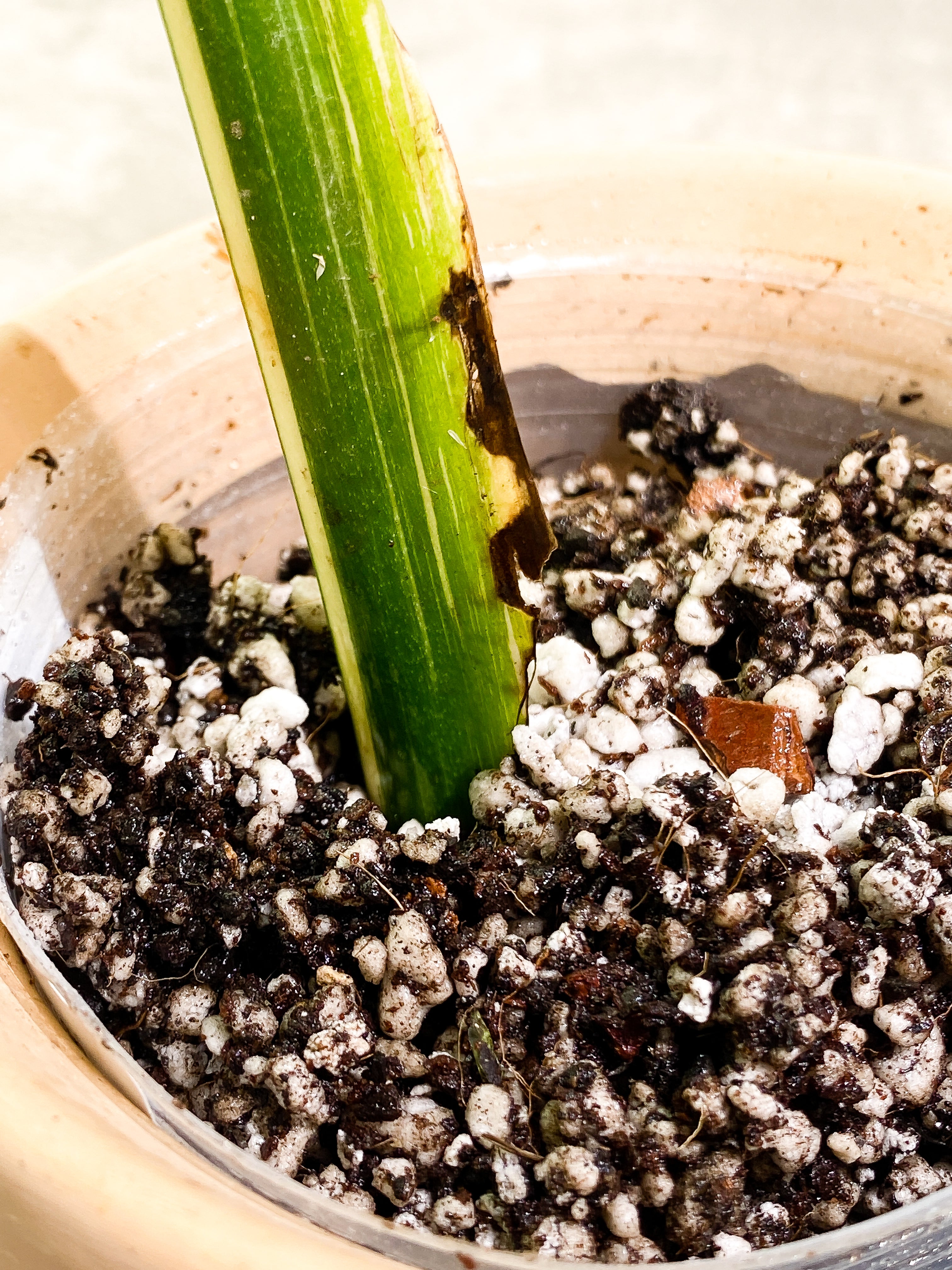 Monstera Thai Constellation Slightly Rooted 1 leaf