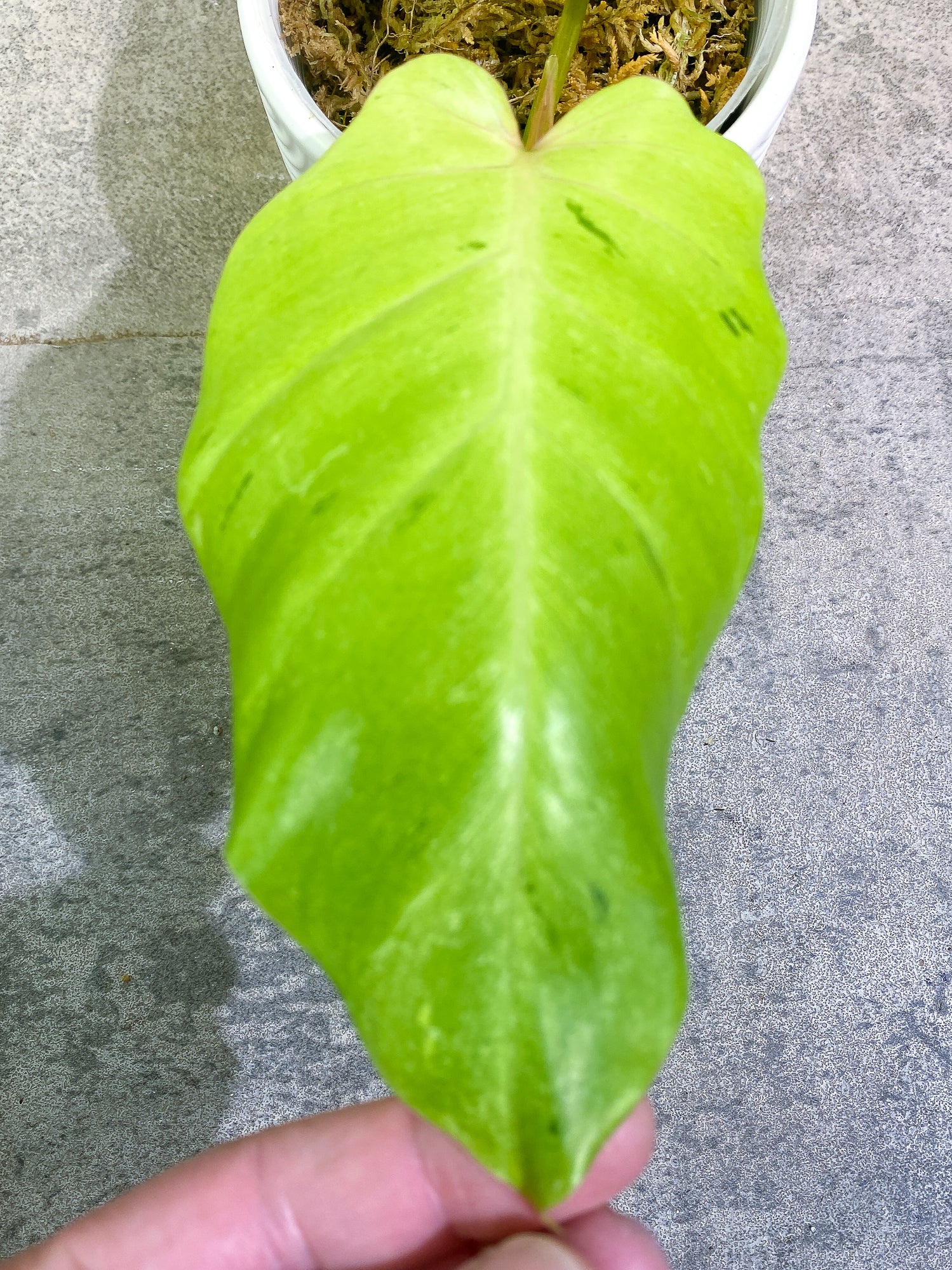 Philodendron Snow Drifts 2leaves 1 sprout rooted
