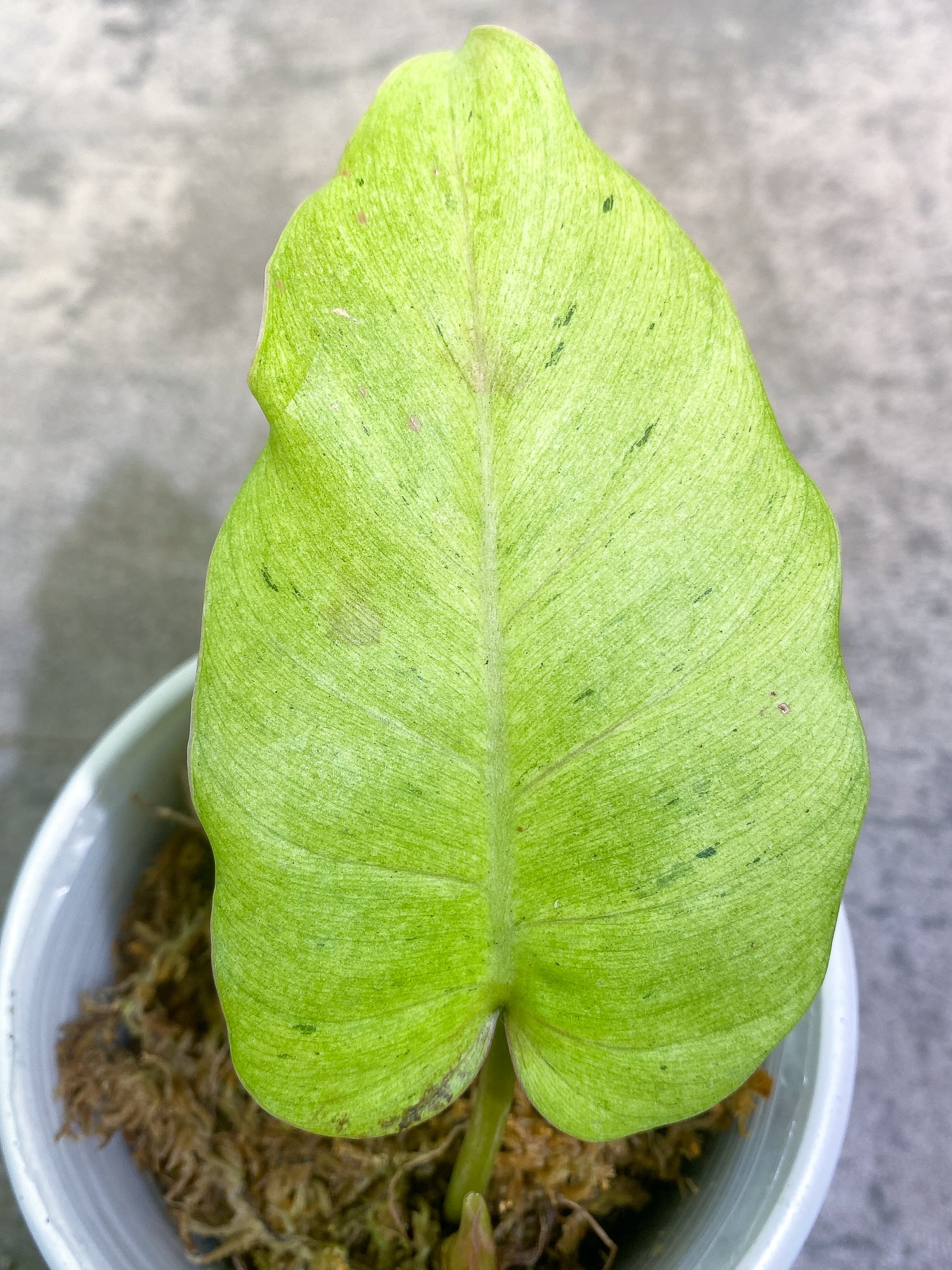 Philodendron Snow Drifts 2leaves 1 sprout rooted
