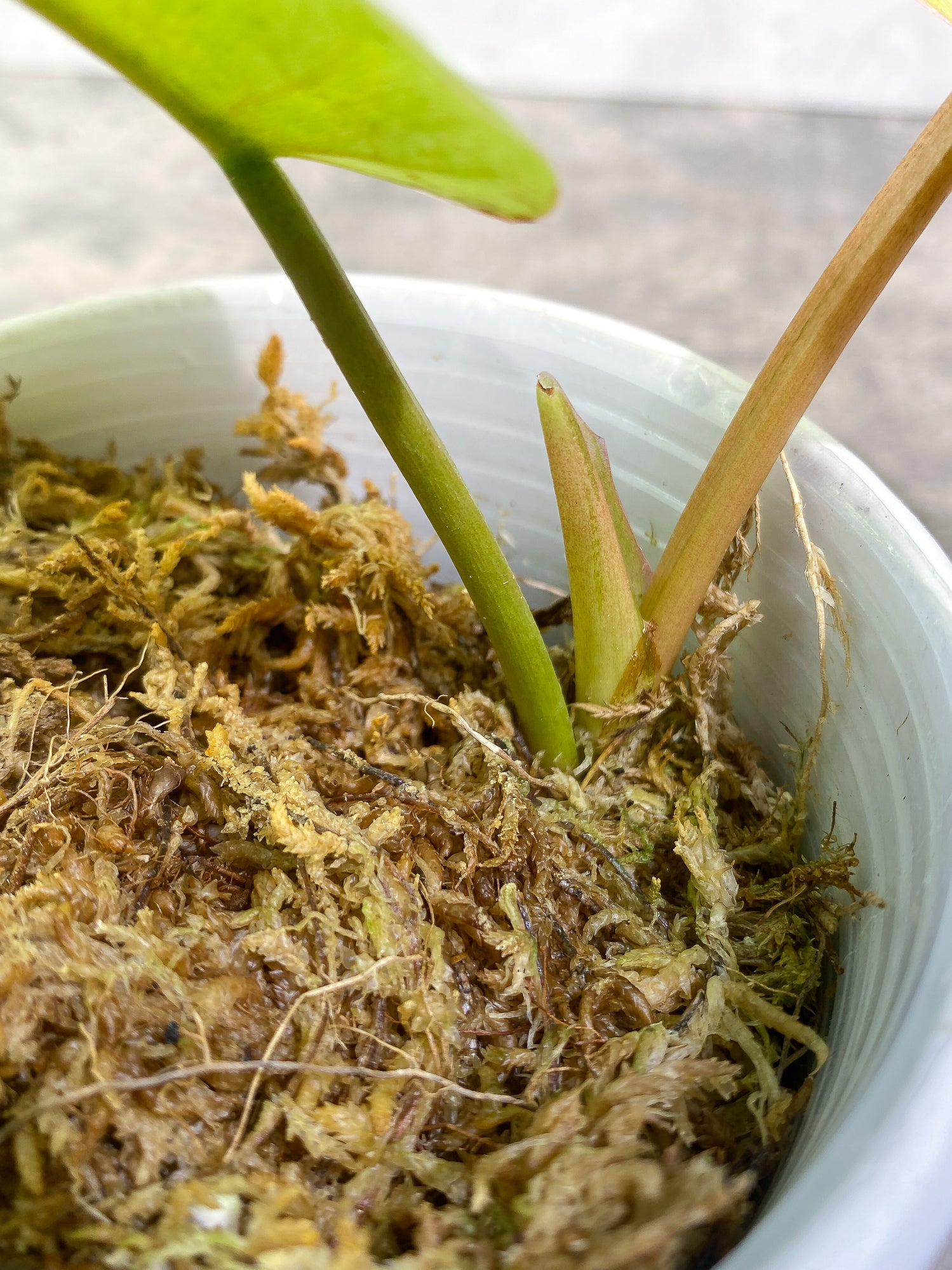 Philodendron Snow Drifts 2leaves 1 sprout rooted