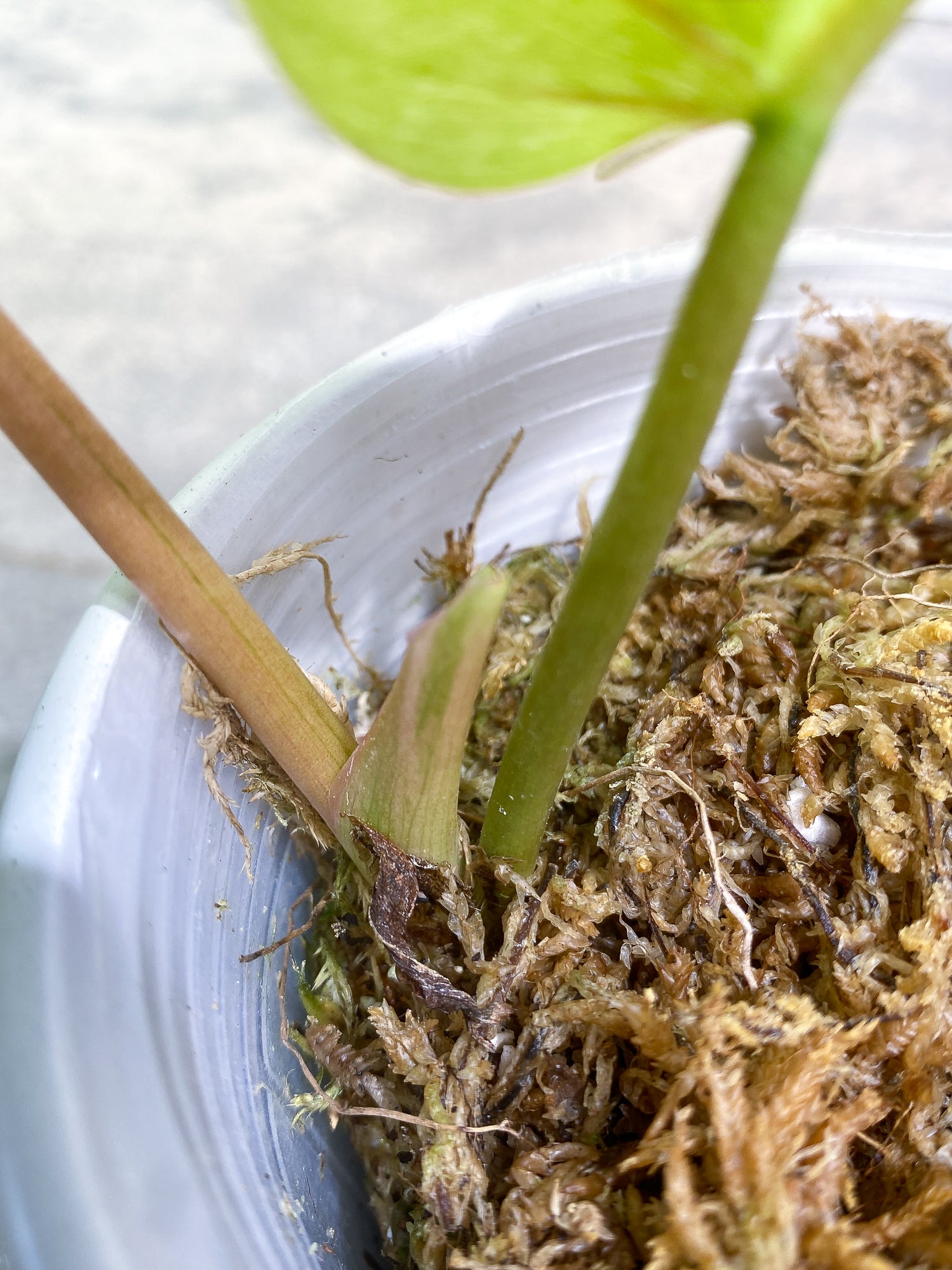 Philodendron Snow Drifts 2leaves 1 sprout rooted