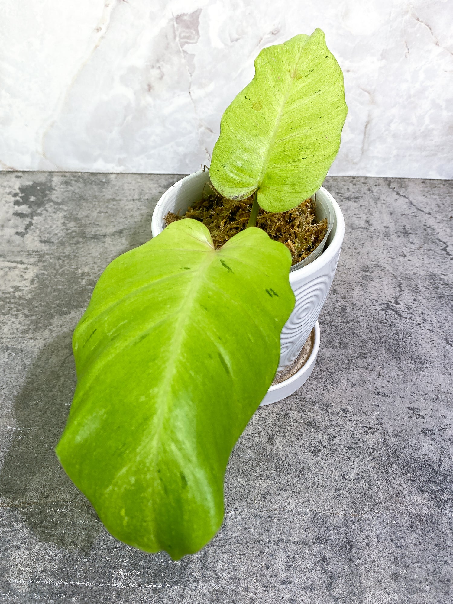 Philodendron Snow Drifts 2leaves 1 sprout rooted