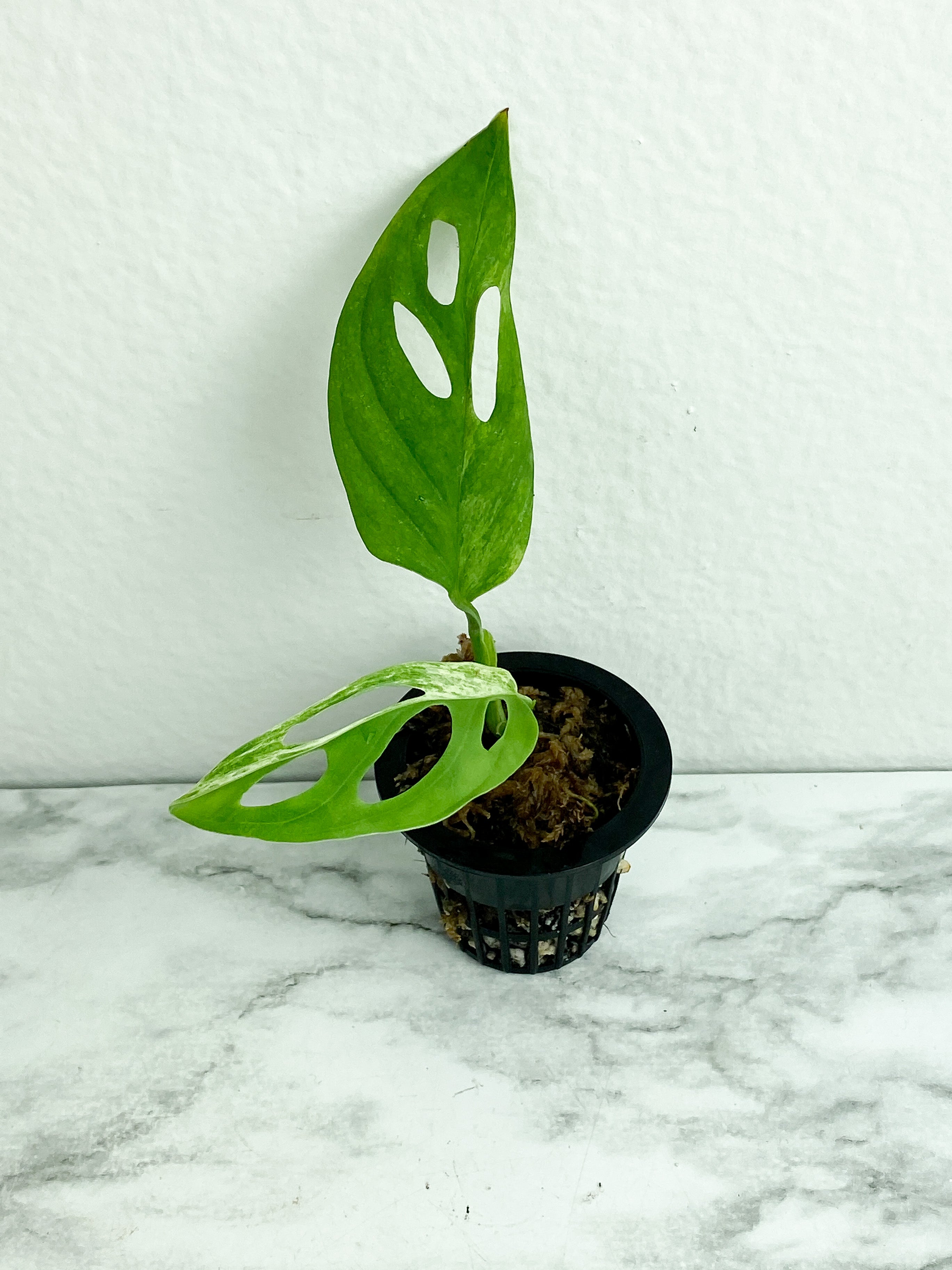 MONSTERA ADANSONII VARIEGATED