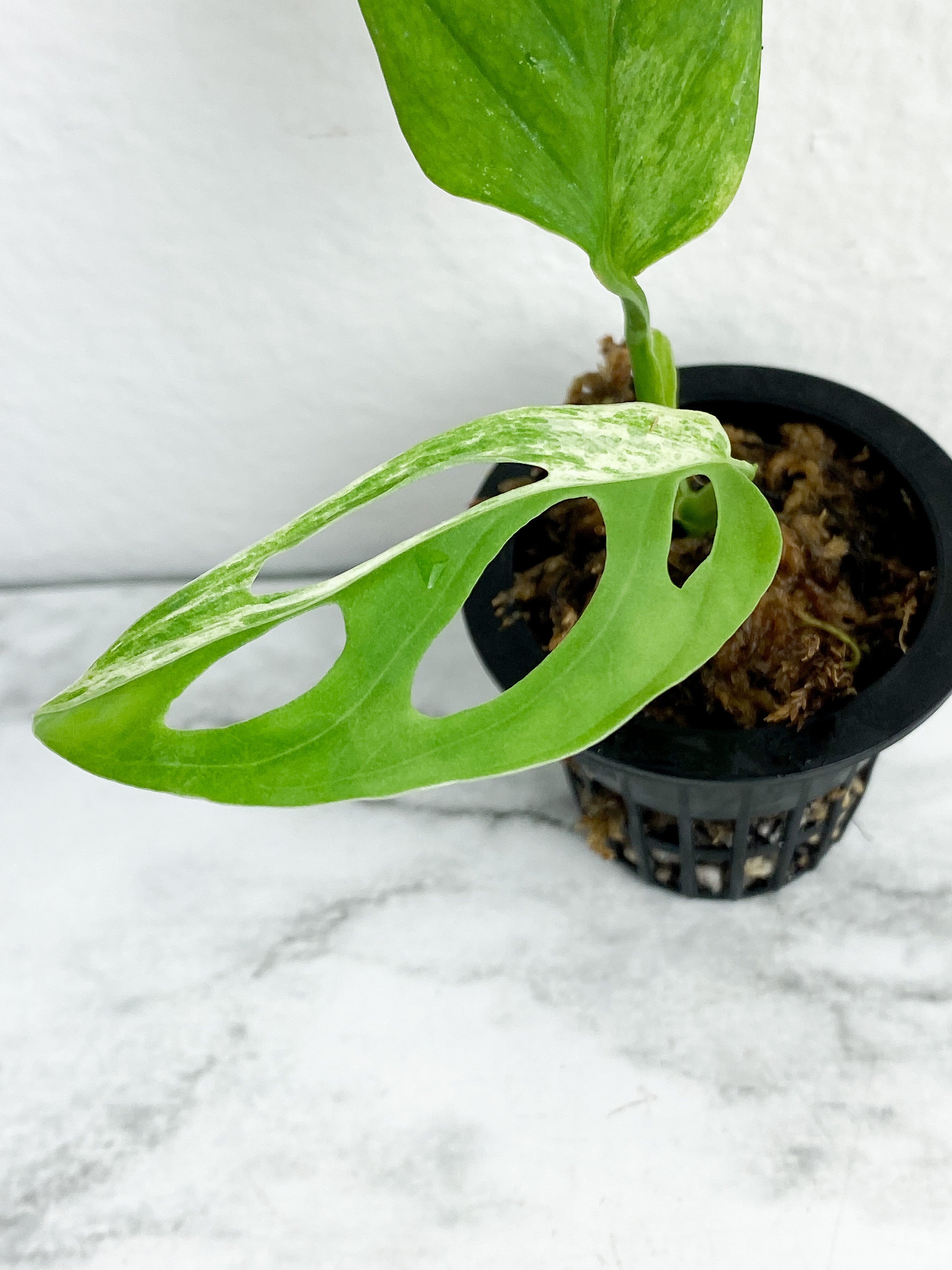 MONSTERA ADANSONII VARIEGATED