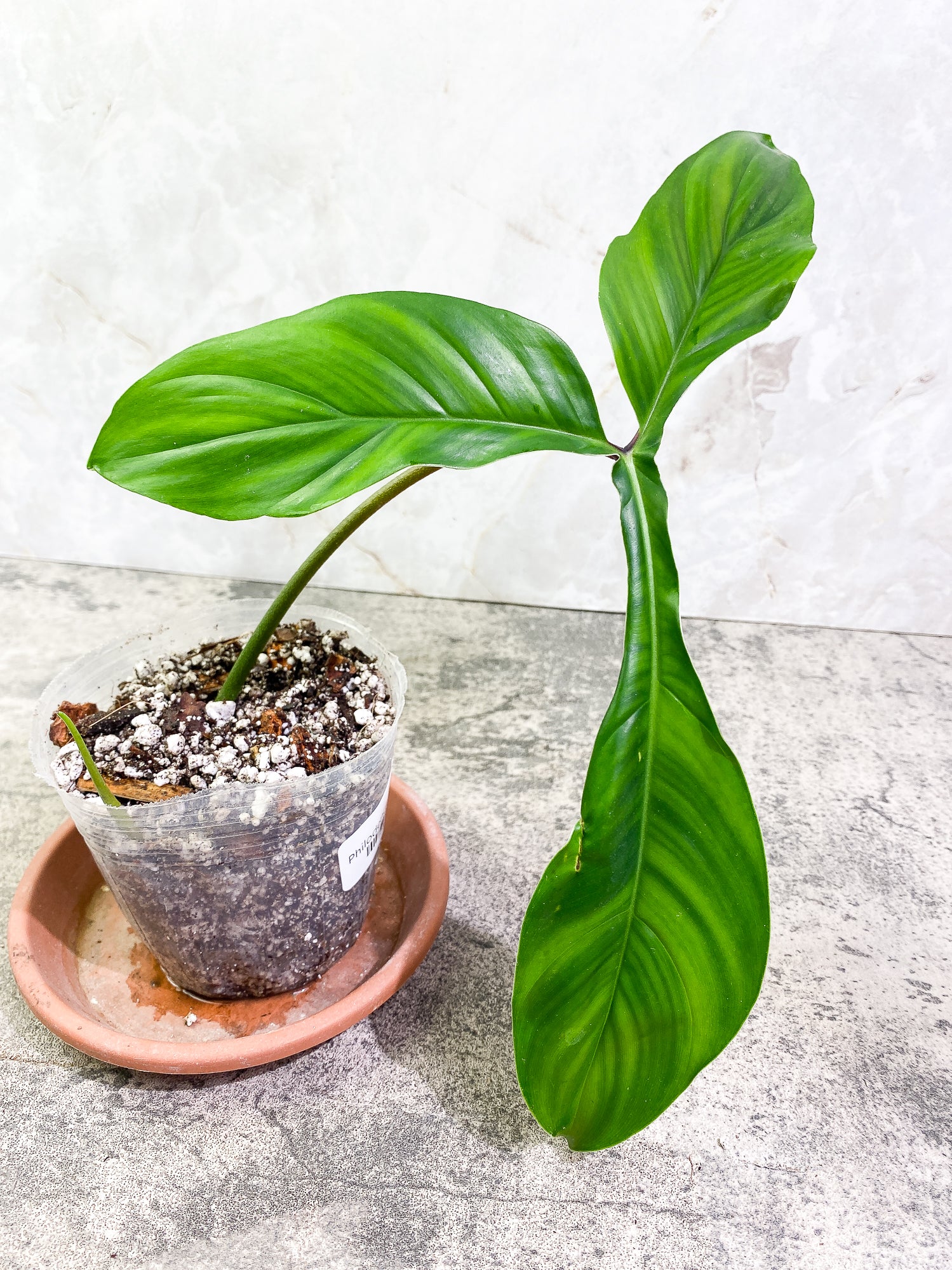 Grower Choice: Philodendron 69686 Top Cutting 1 leaf 1 sprout Slightly Rooted