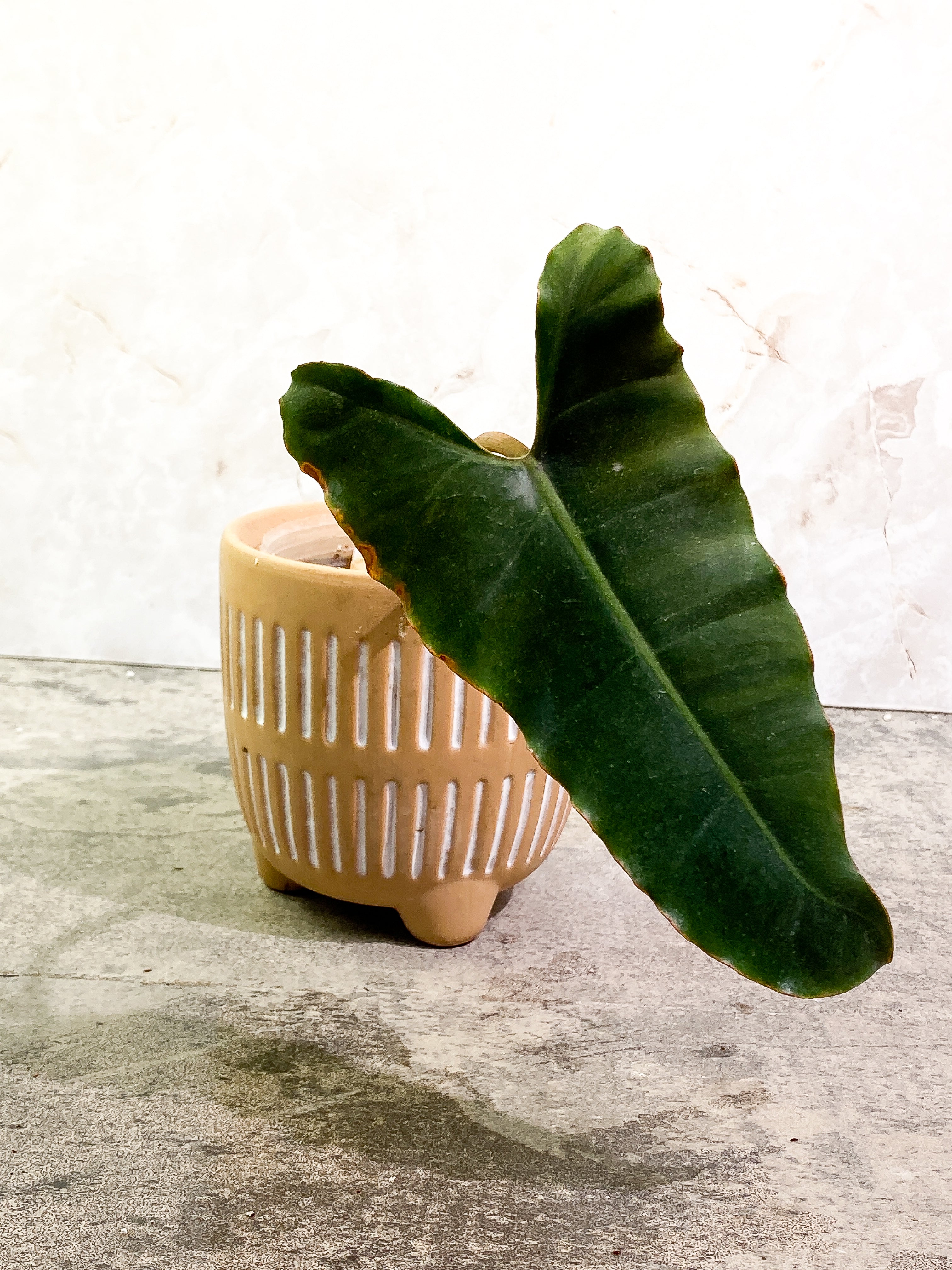 Philodendron Atabapoense dark Rooted 1 leaf