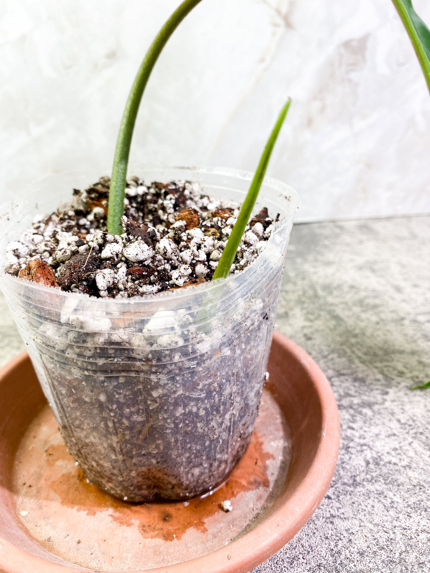 Grower Choice: Philodendron 69686 Top Cutting 1 leaf 1 sprout Slightly Rooted