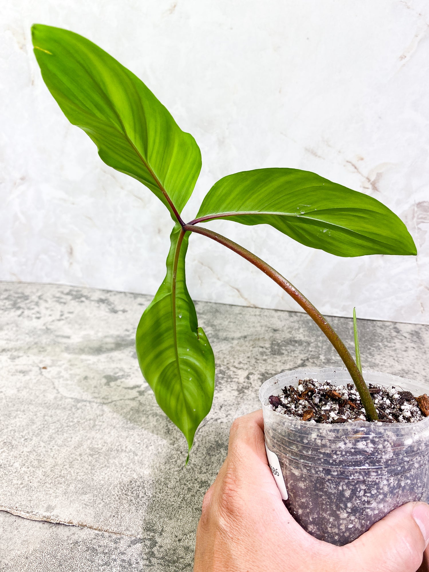 Grower Choice: Philodendron 69686 Top Cutting 1 leaf 1 sprout Slightly Rooted