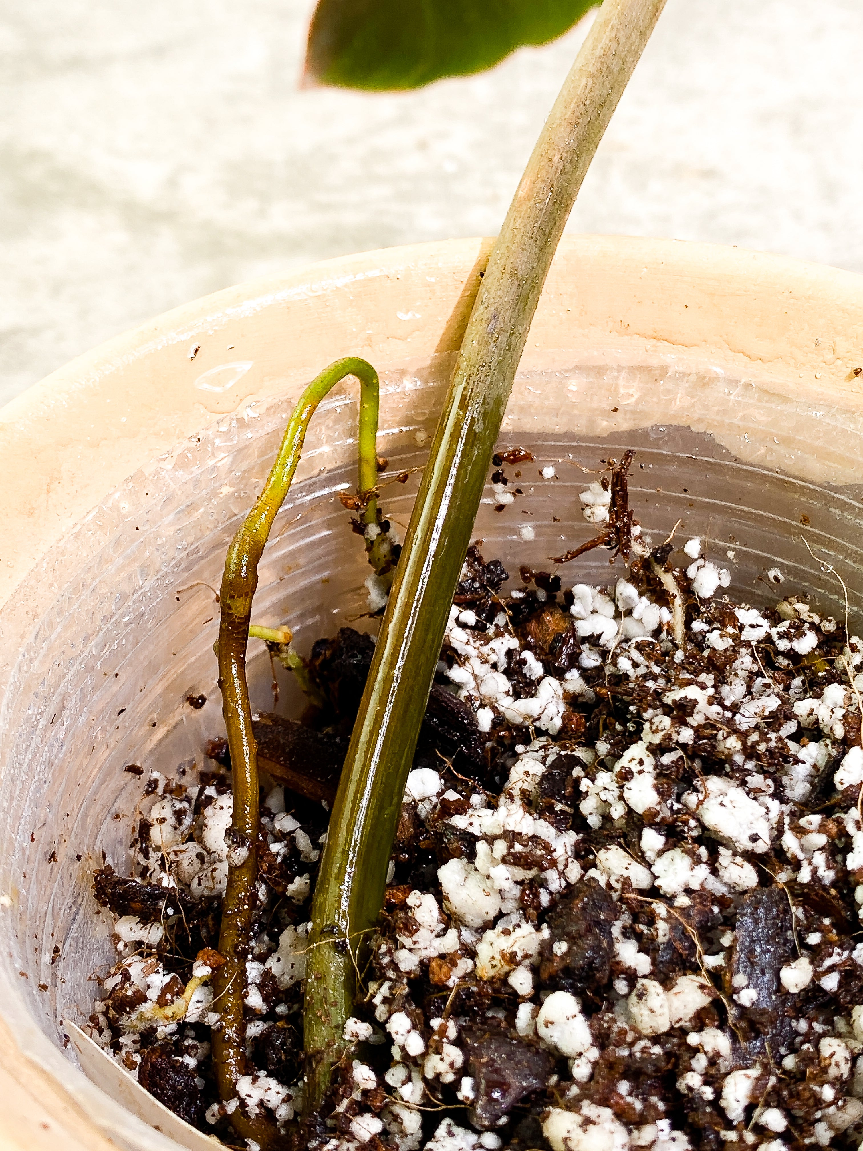 Philodendron Atabapoense dark Rooted 1 leaf