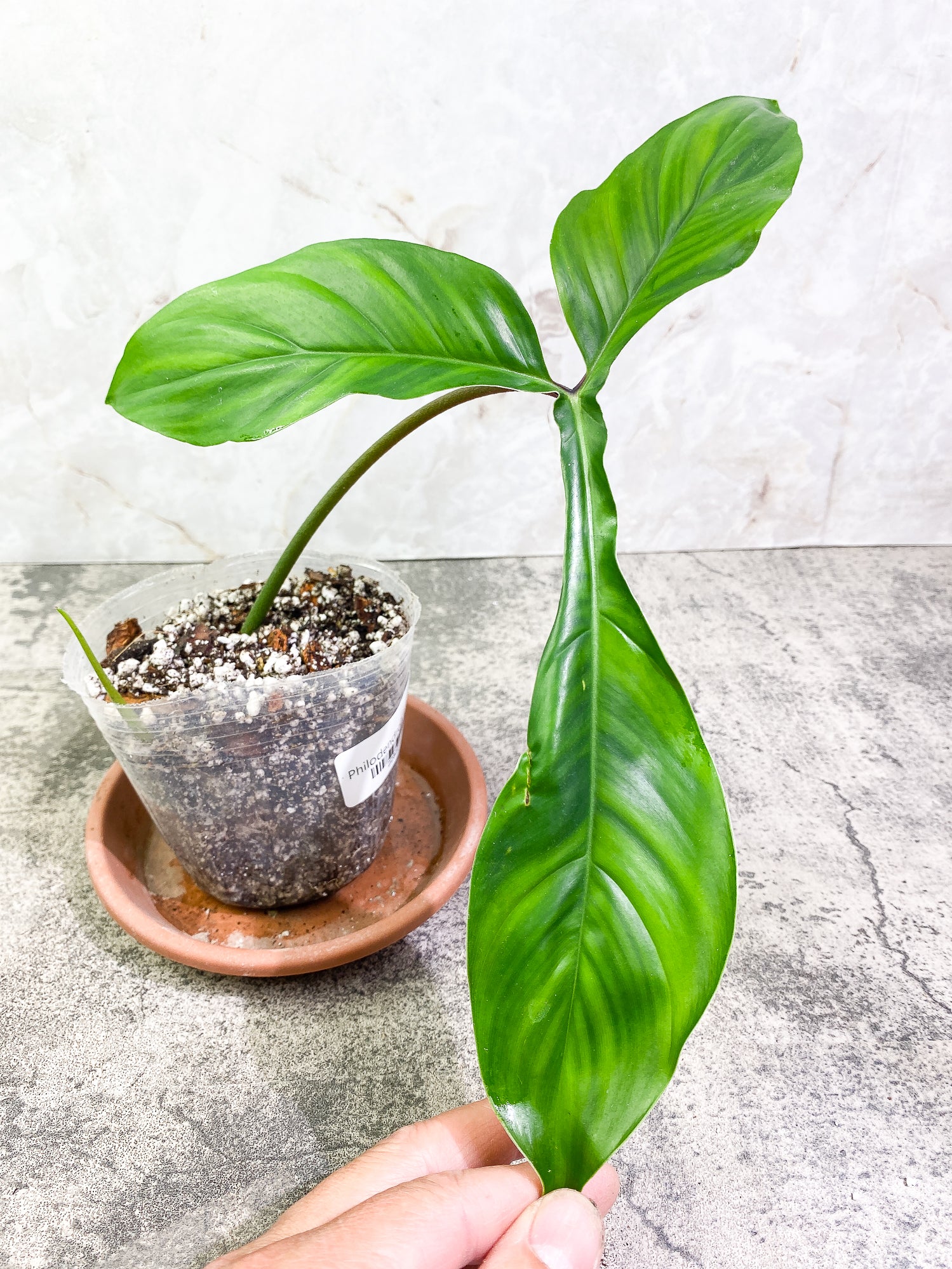 Grower Choice: Philodendron 69686 Top Cutting 1 leaf 1 sprout Slightly Rooted