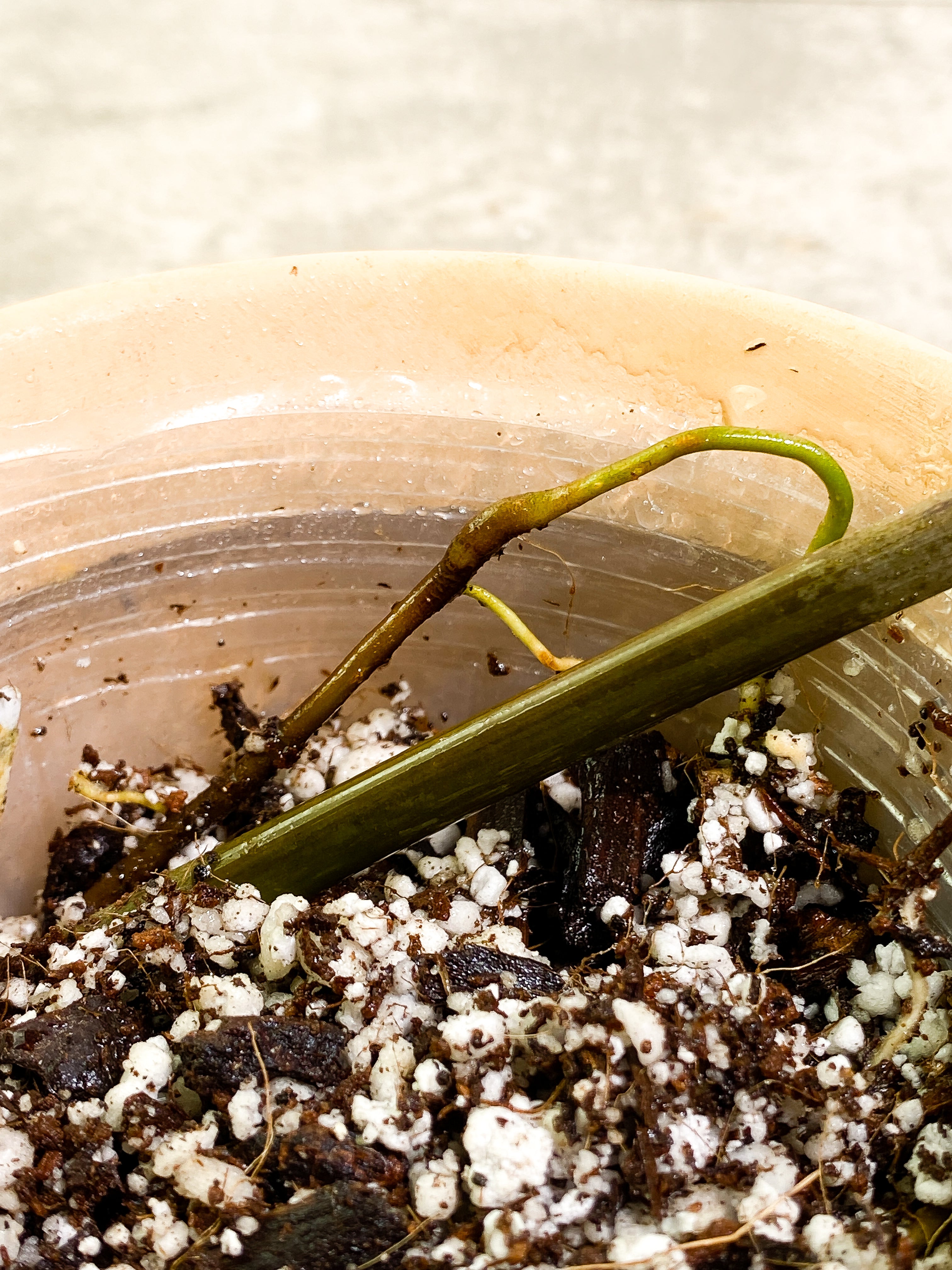 Philodendron Atabapoense dark Rooted 1 leaf