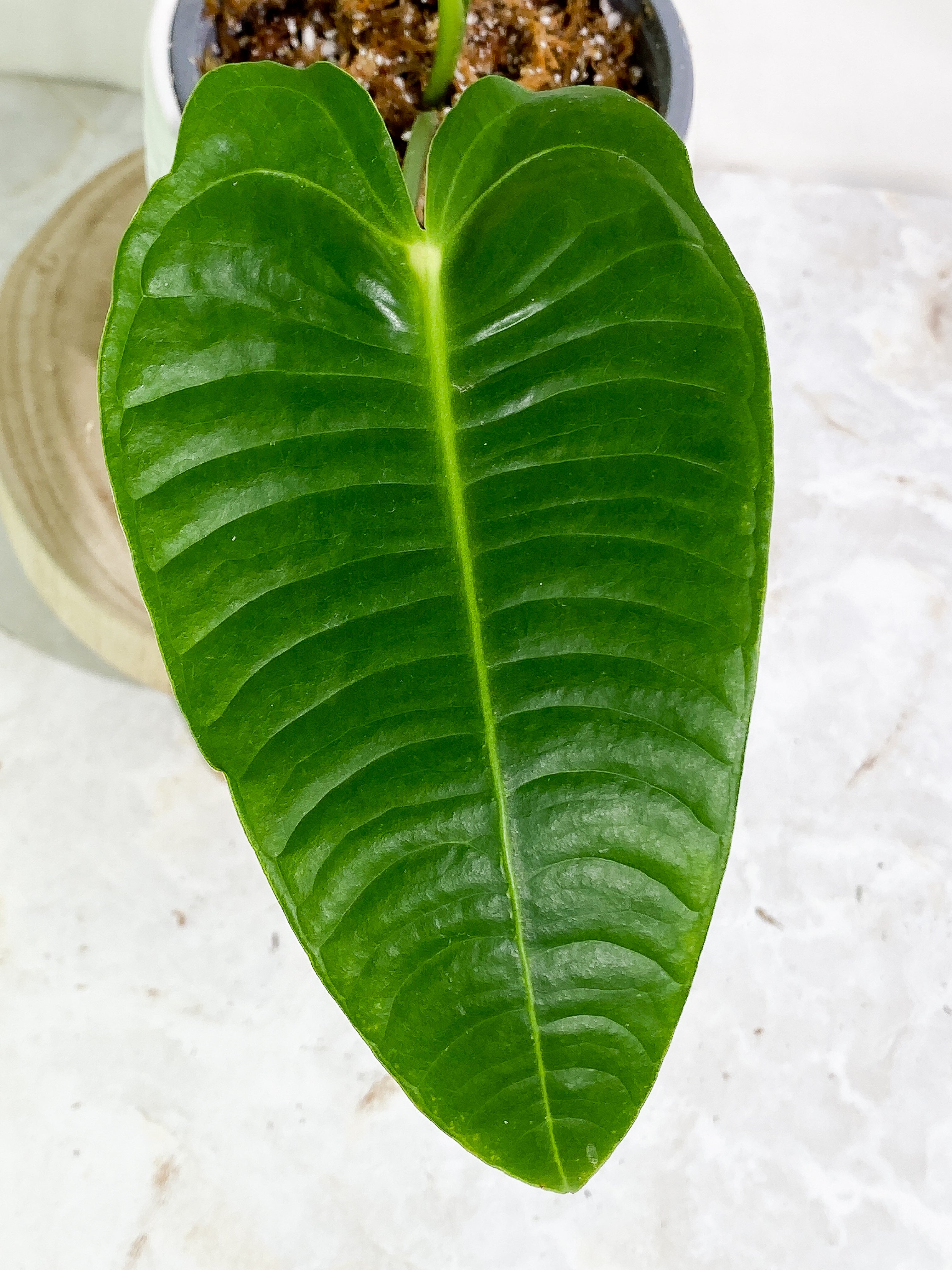 Anthurium veitchii 2 leaves 1 sprout rooting