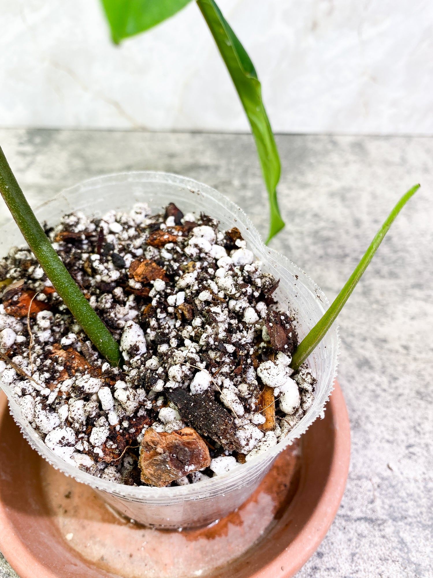 Grower Choice: Philodendron 69686 Top Cutting 1 leaf 1 sprout Slightly Rooted