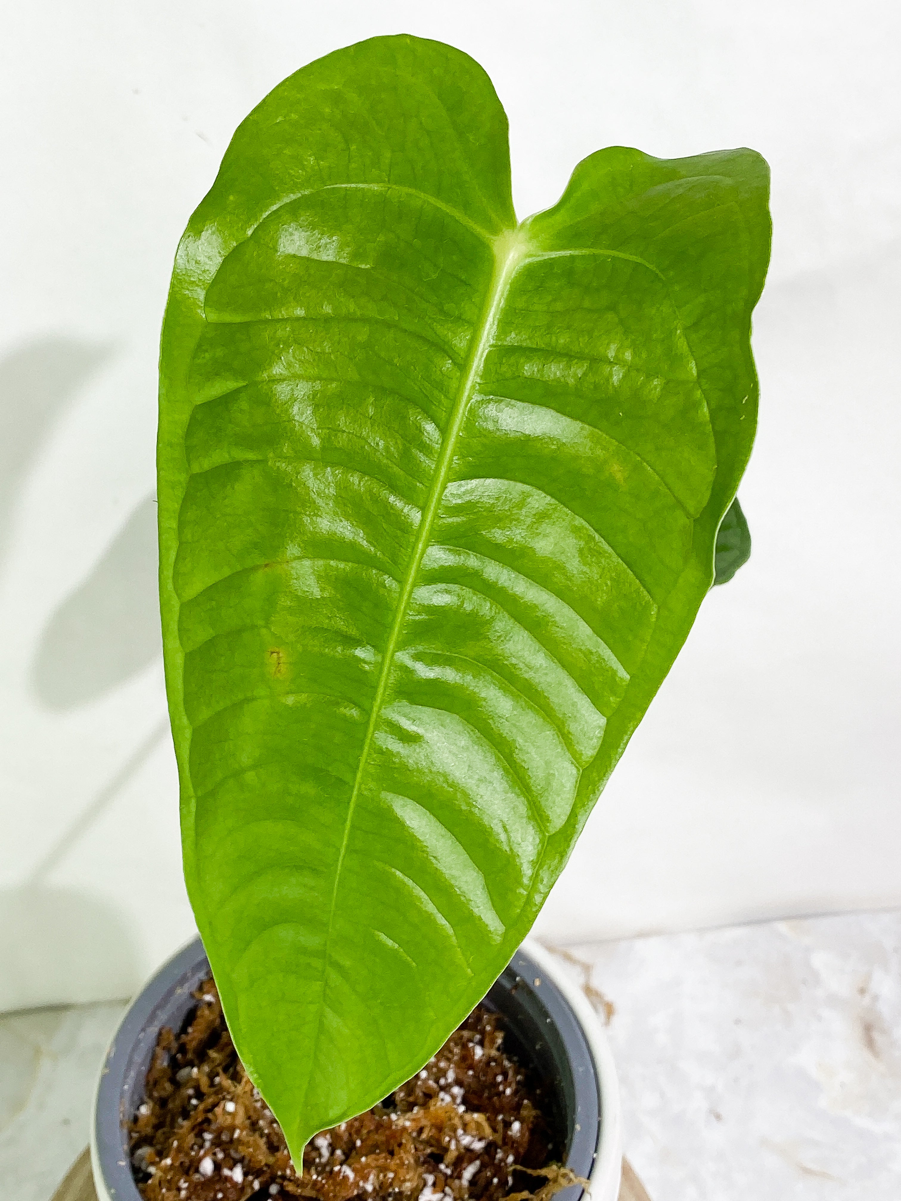 Anthurium veitchii 2 leaves 1 sprout rooting