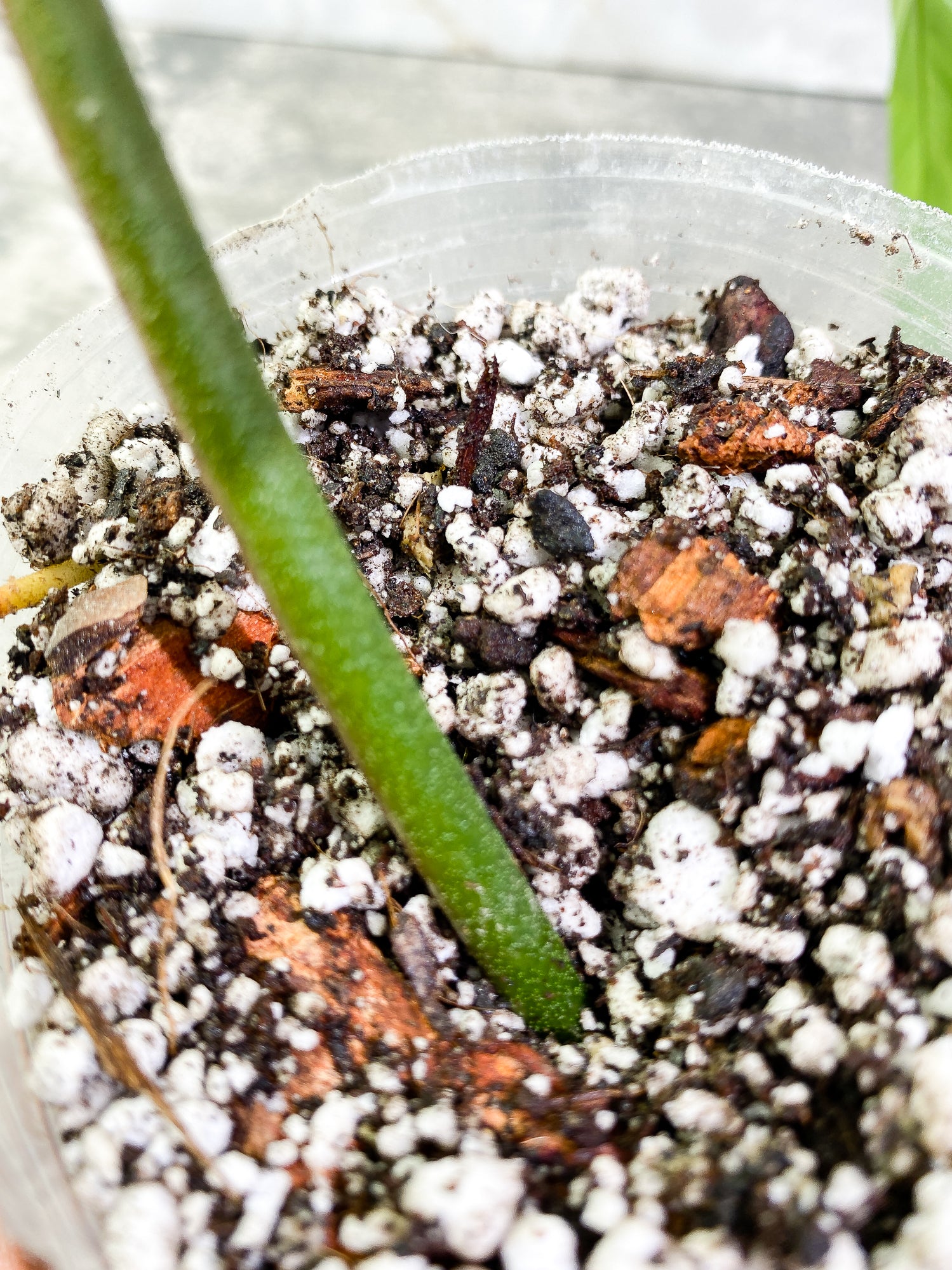 Grower Choice: Philodendron 69686 Top Cutting 1 leaf 1 sprout Slightly Rooted