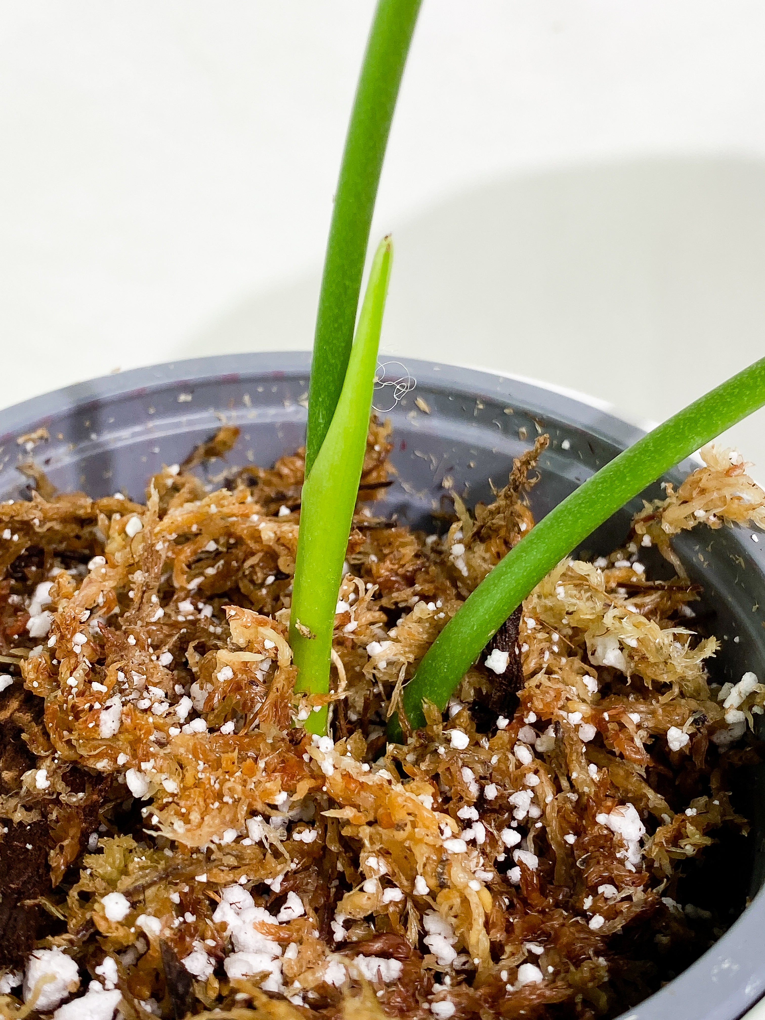 Anthurium veitchii 2 leaves 1 sprout rooting
