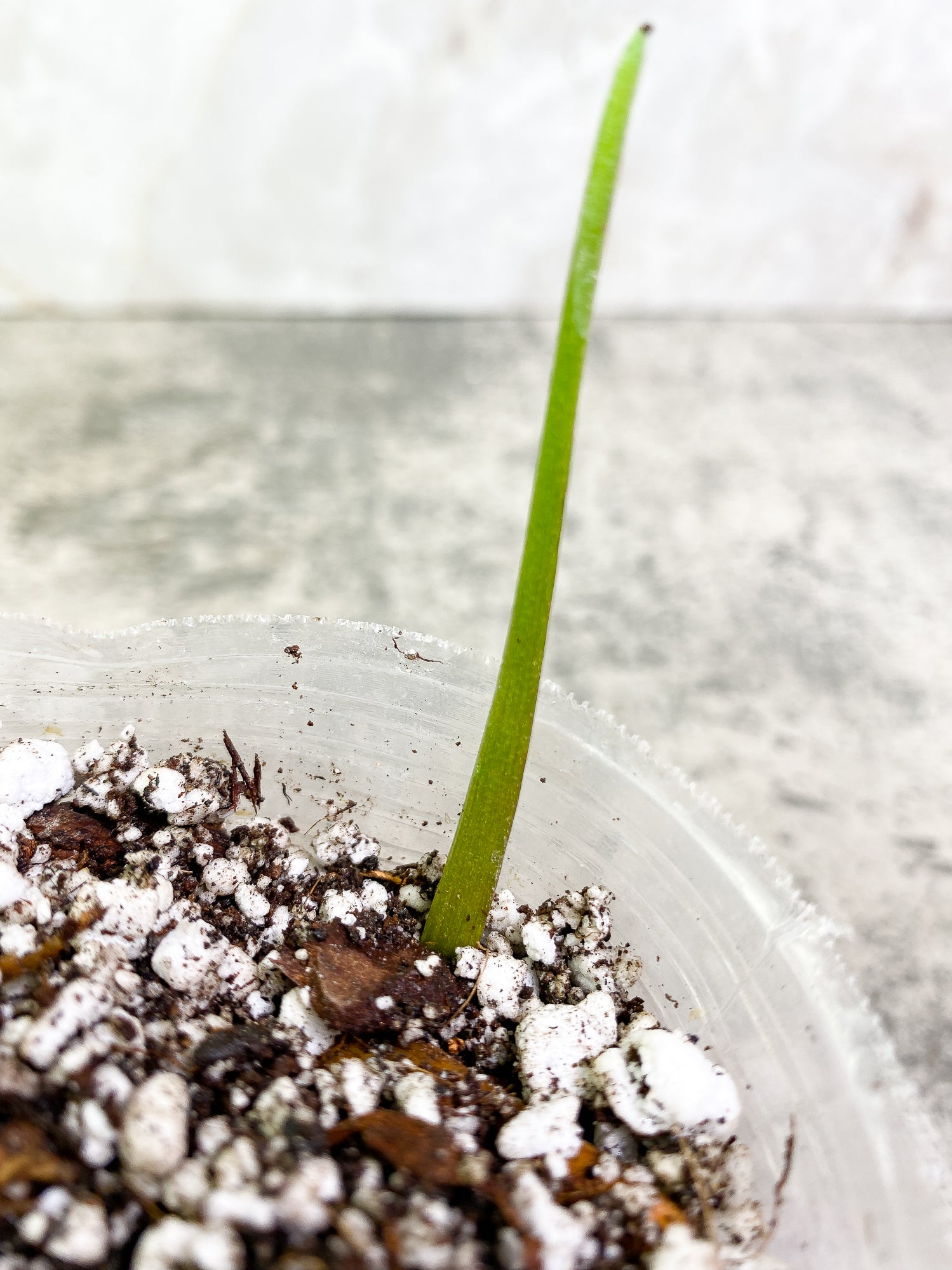 Grower Choice: Philodendron 69686 Top Cutting 1 leaf 1 sprout Slightly Rooted