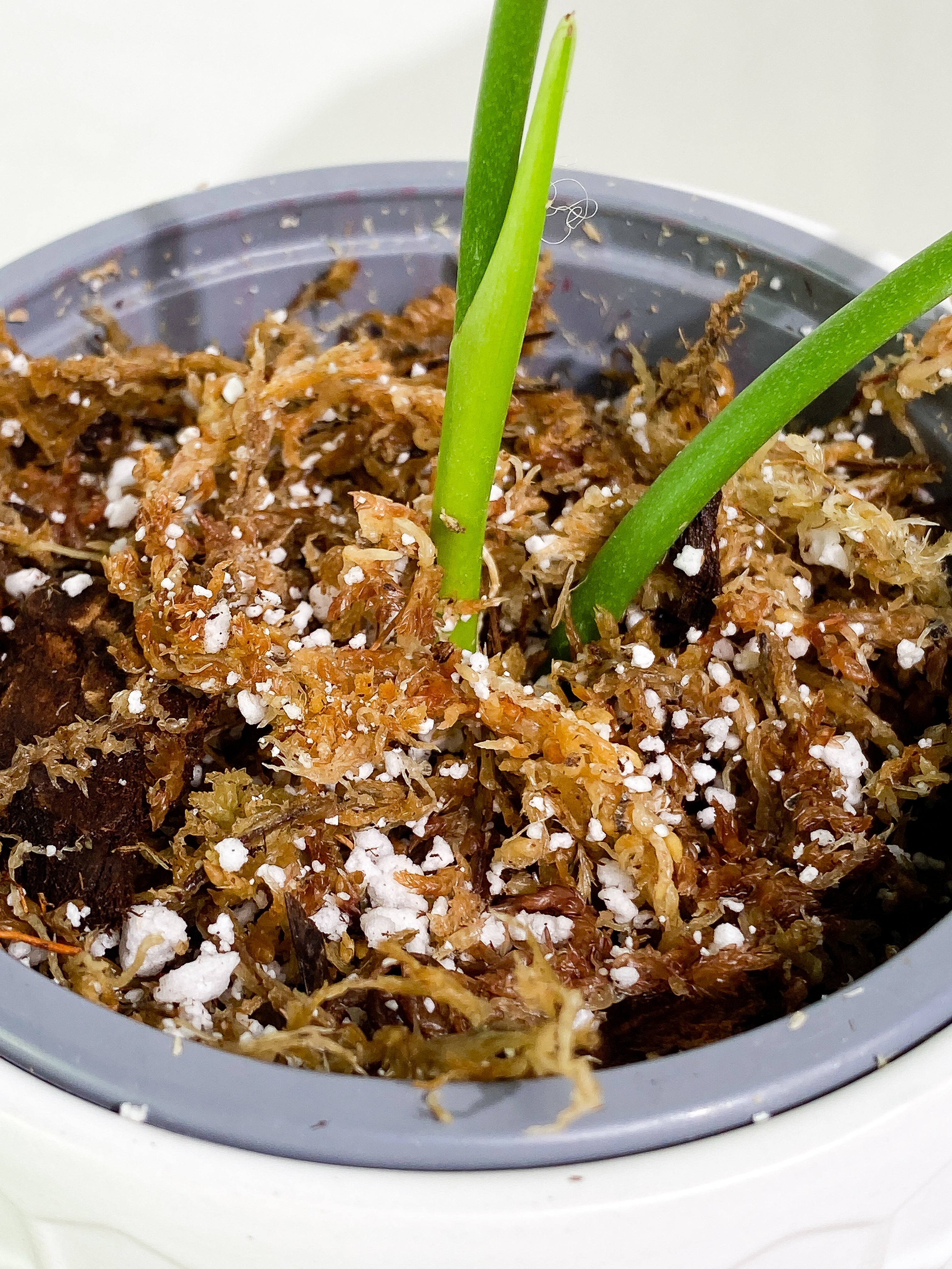 Anthurium veitchii 2 leaves 1 sprout rooting