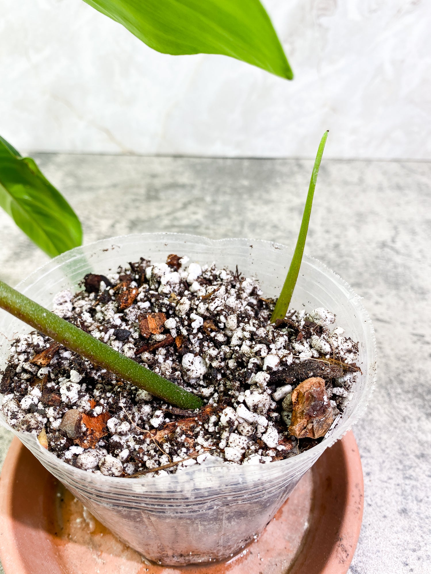 Grower Choice: Philodendron 69686 Top Cutting 1 leaf 1 sprout Slightly Rooted