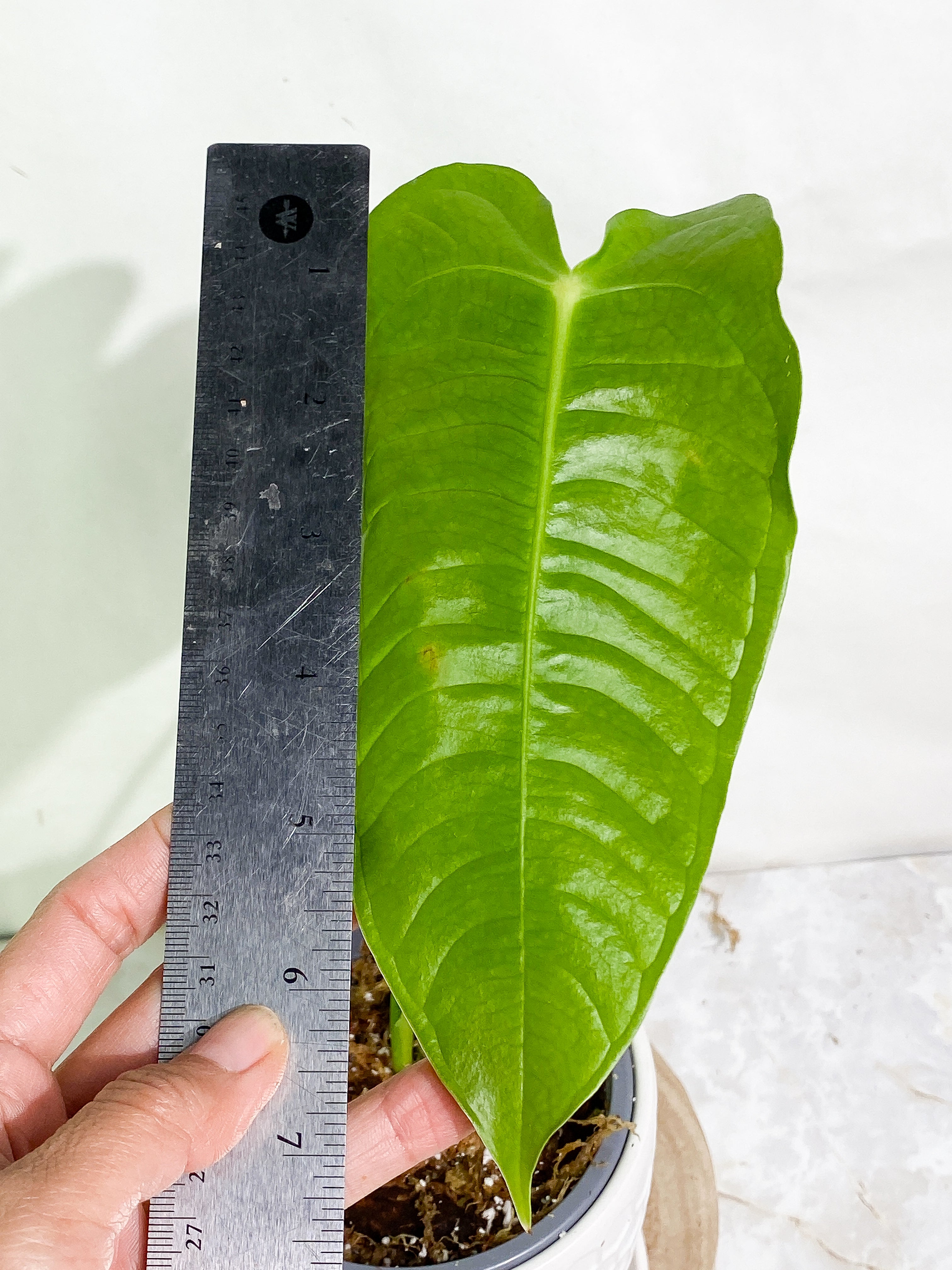 Anthurium veitchii 2 leaves 1 sprout rooting