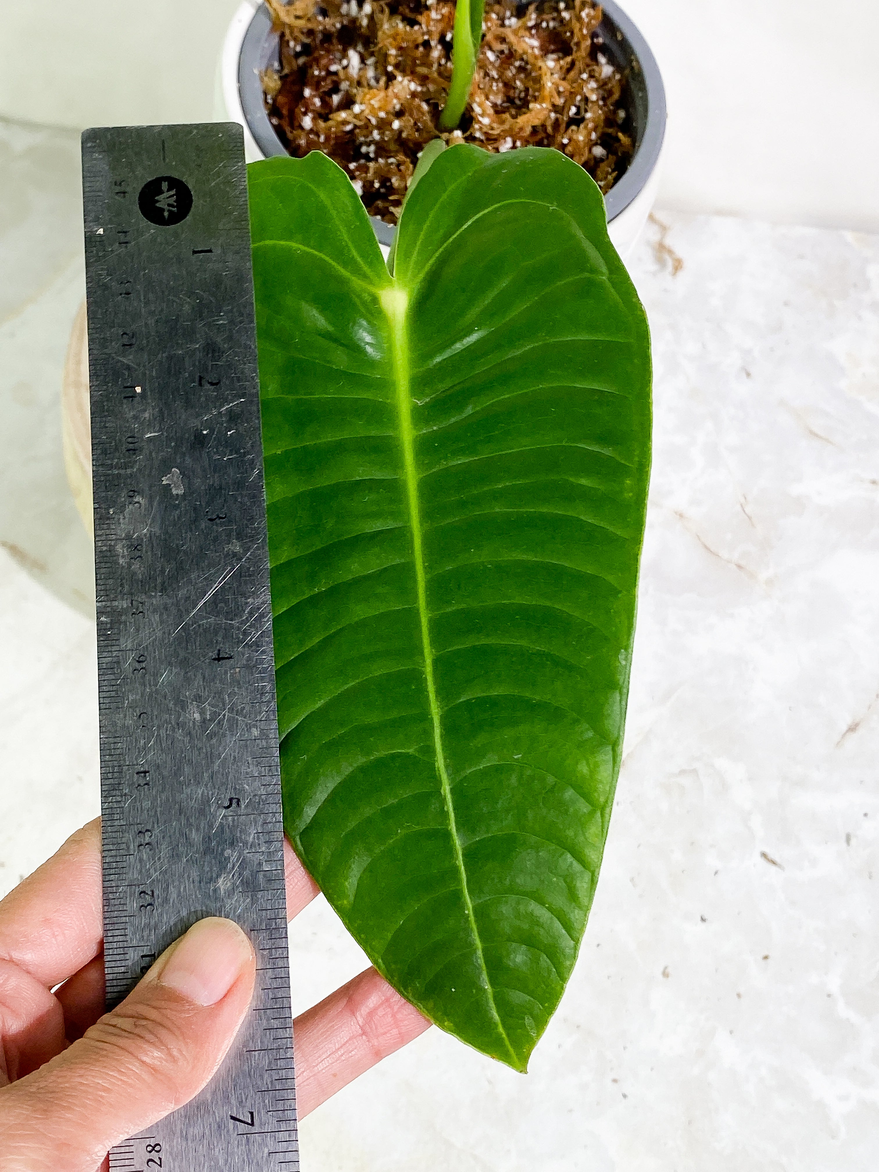 Anthurium veitchii 2 leaves 1 sprout rooting