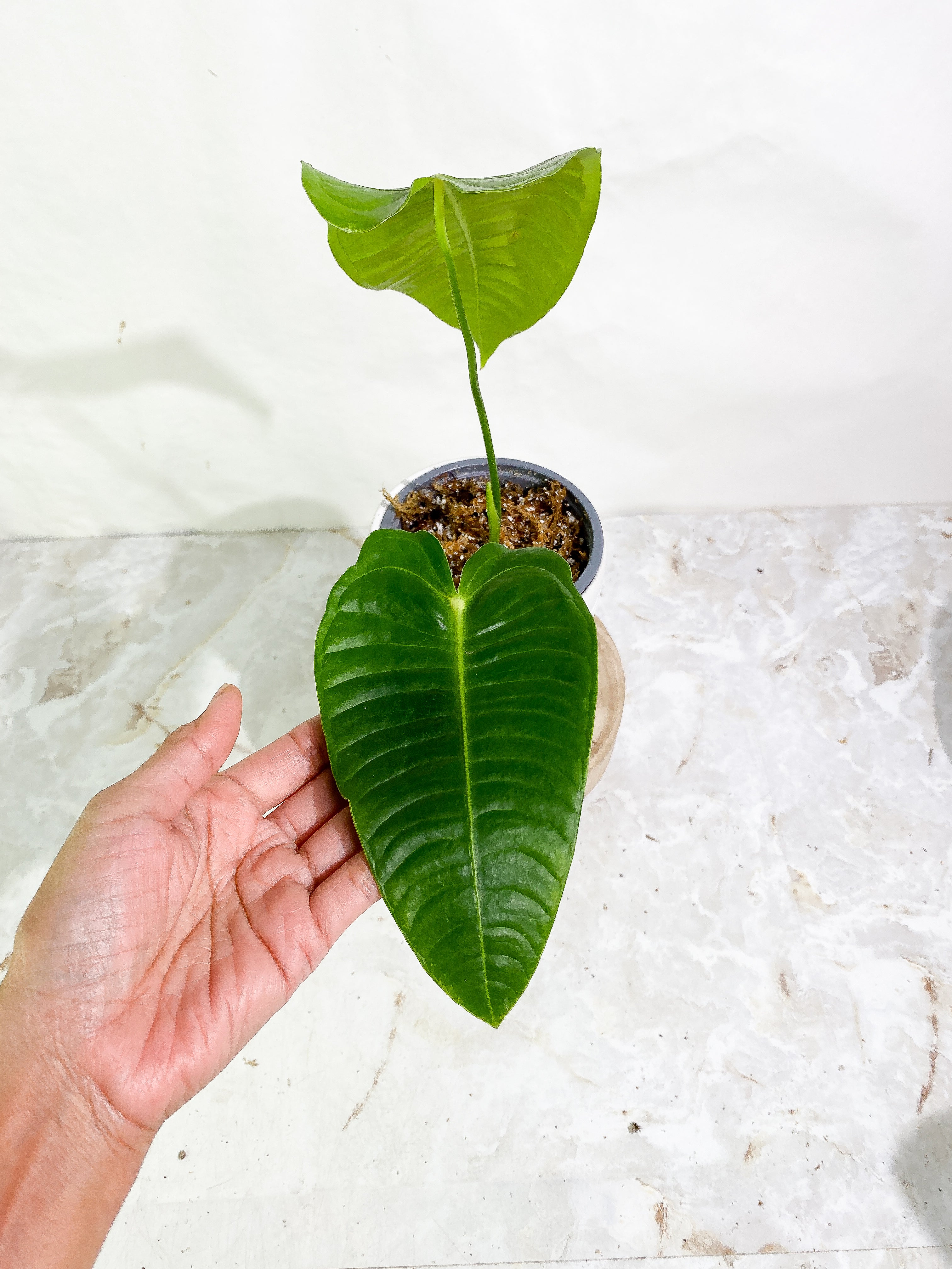 Anthurium veitchii 2 leaves 1 sprout rooting