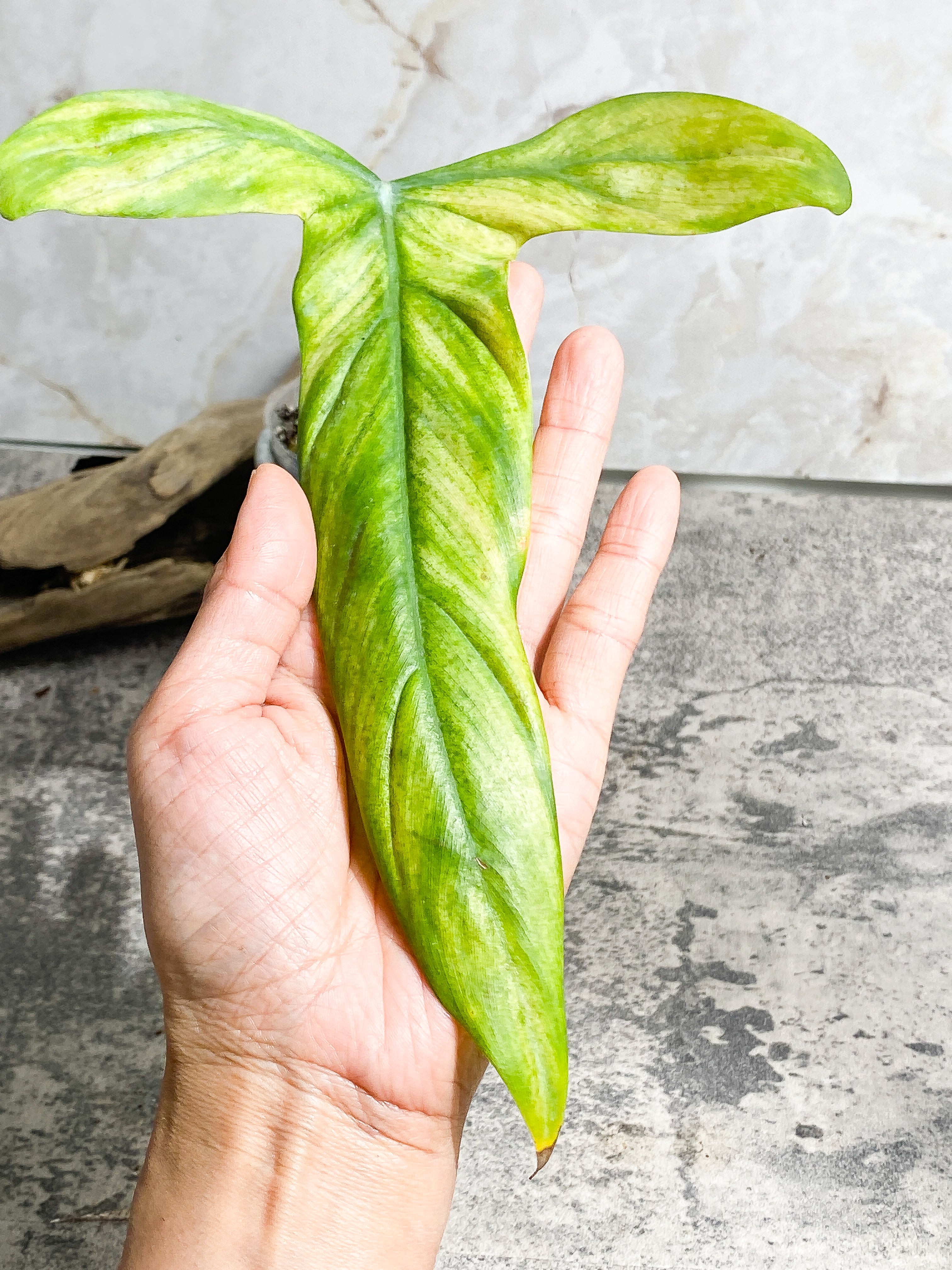 Philodendron Holtonianum cutting with 1 leaf rooted.