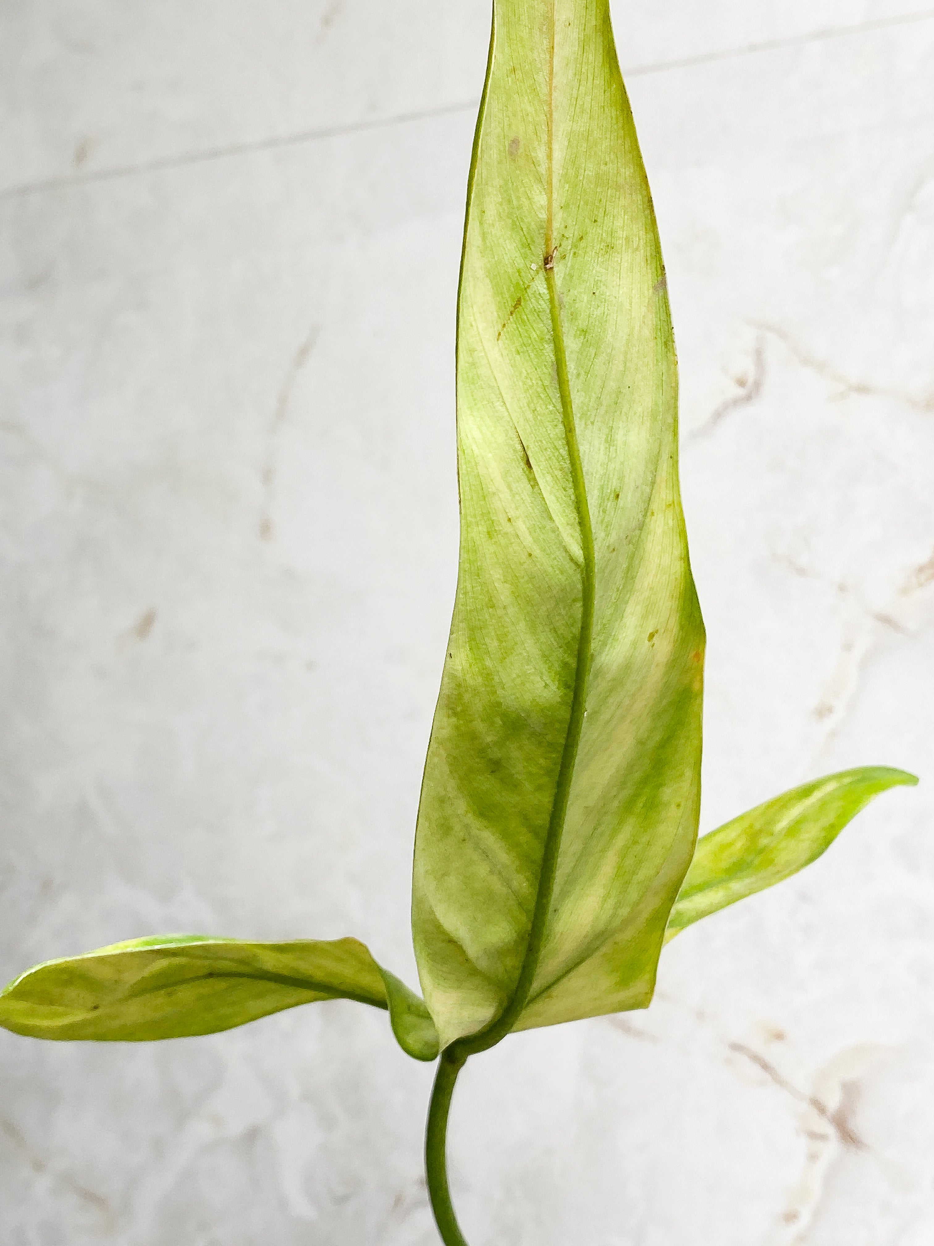Philodendron Holtonianum cutting with 1 leaf rooted.
