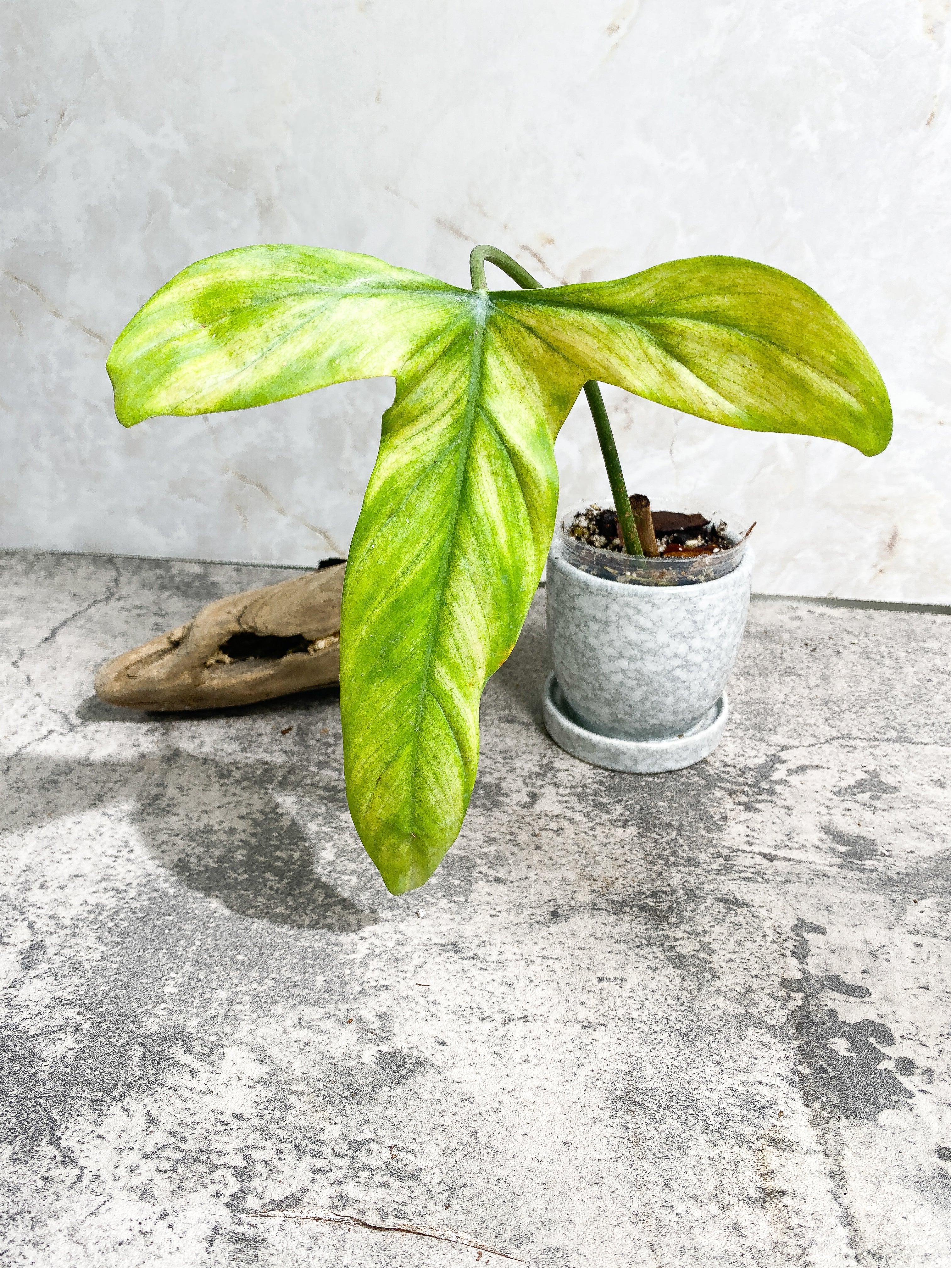 Philodendron Holtonianum cutting with 1 leaf rooted.