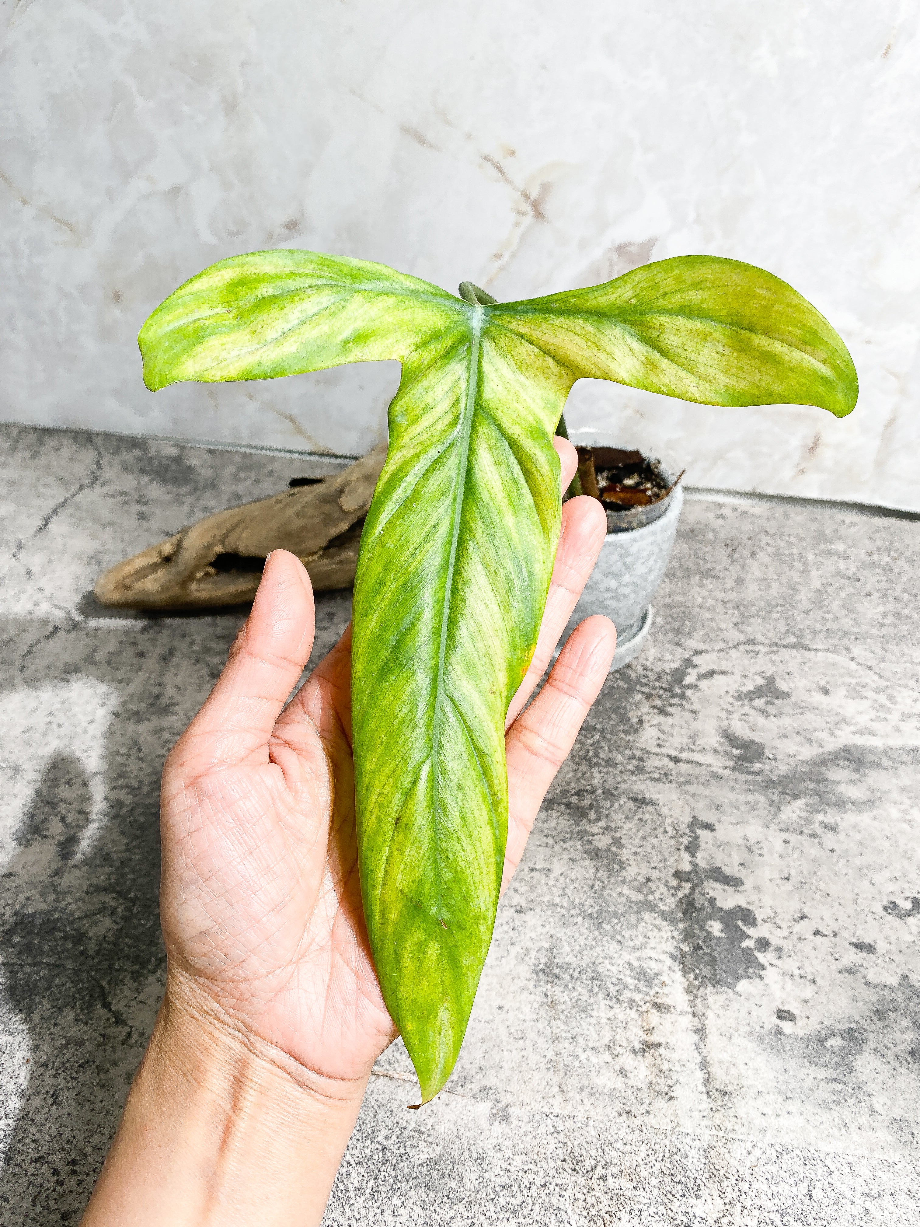 Philodendron Holtonianum cutting with 1 leaf rooted.