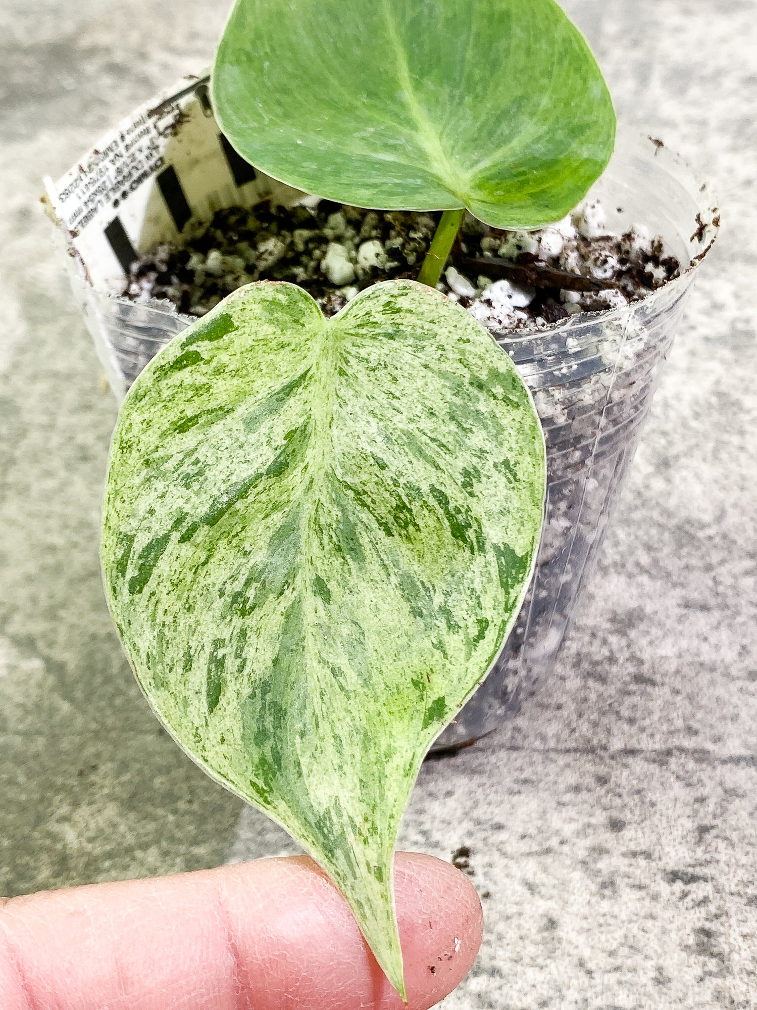 Philodendron Hederaceum variegated 2 leaves Slightly Rooted