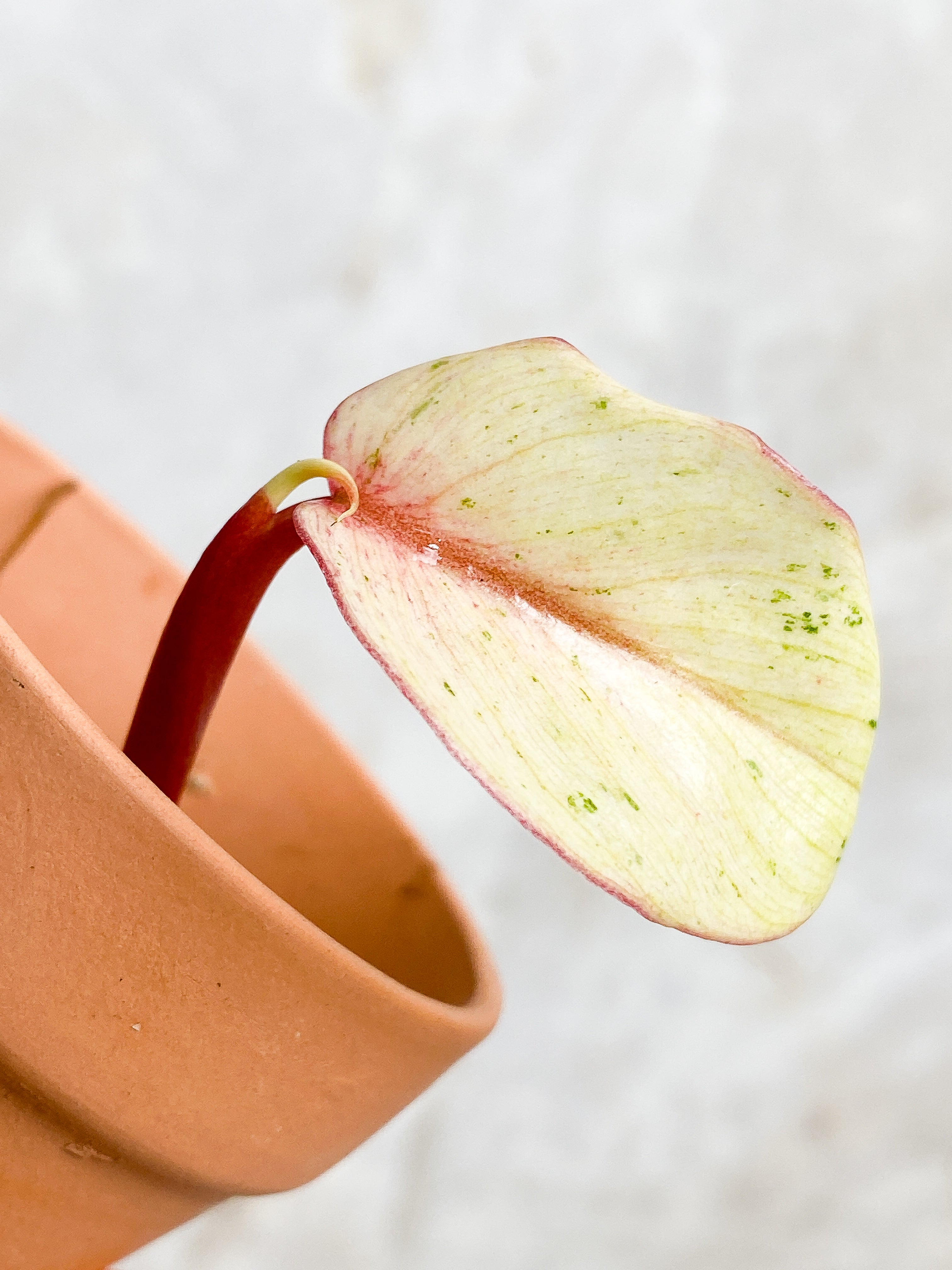 Philodendron Snowdrift 1 leaf 1 sprout rooting