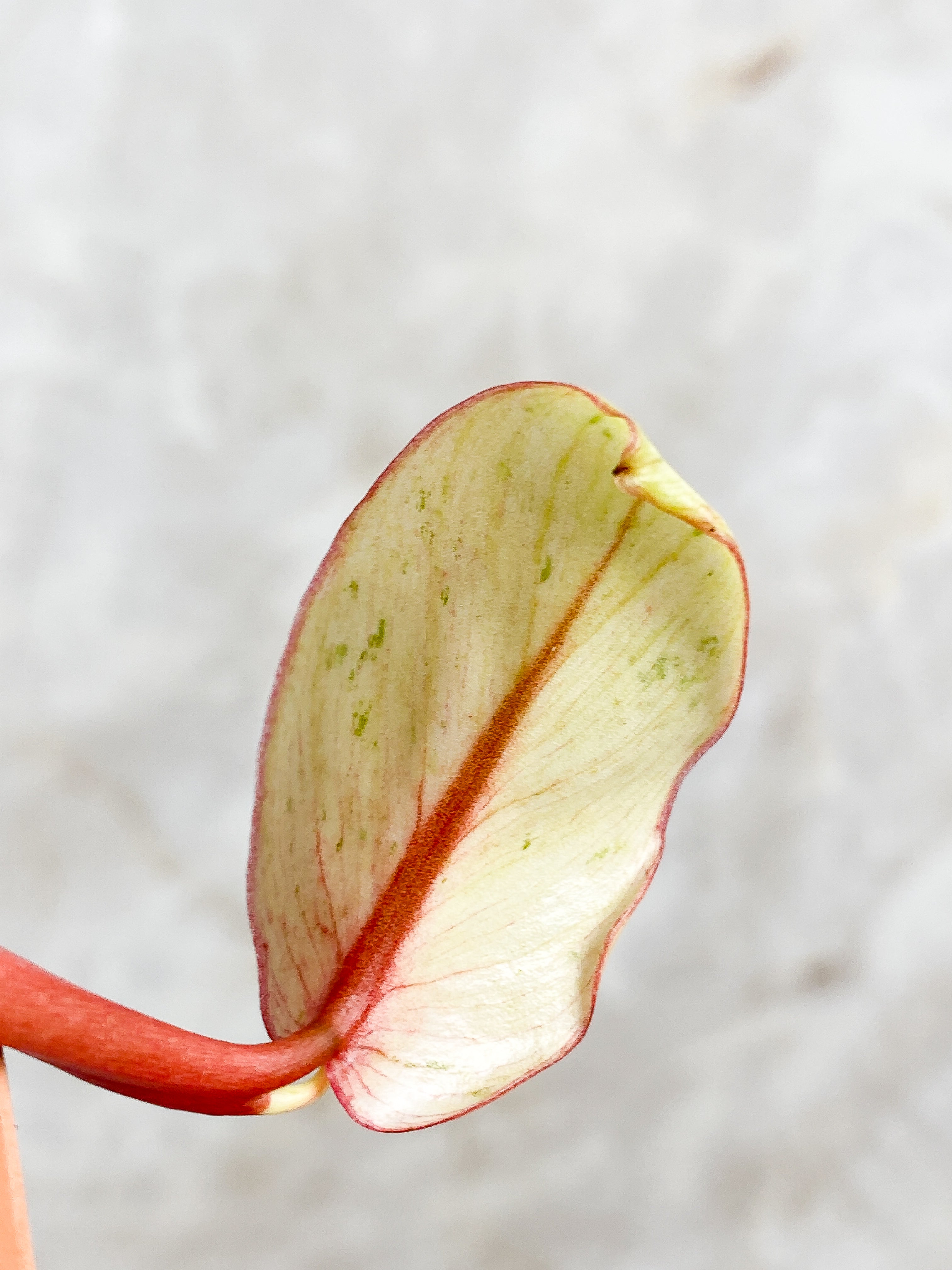 Philodendron Snowdrift 1 leaf 1 sprout rooting
