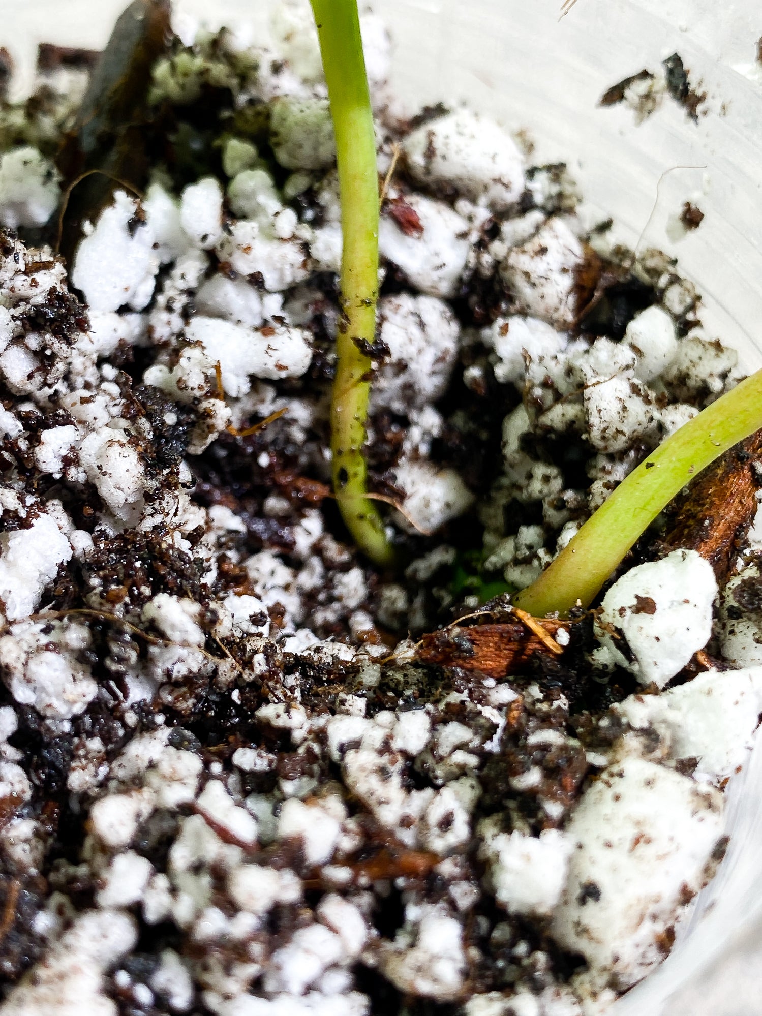 Philodendron Hederaceum variegated 2 leaves Slightly Rooted
