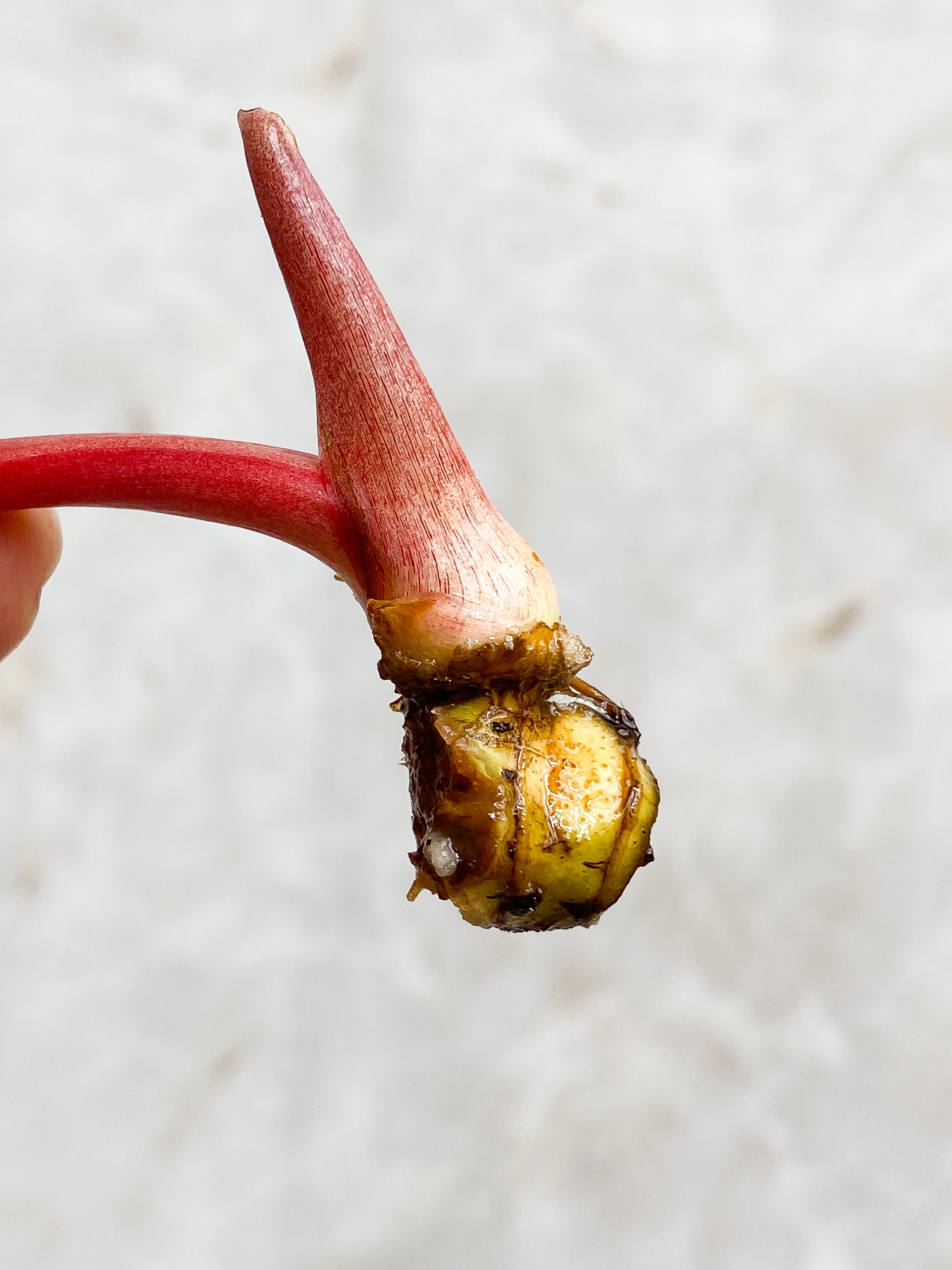 Philodendron Snowdrift 1 leaf 1 sprout rooting