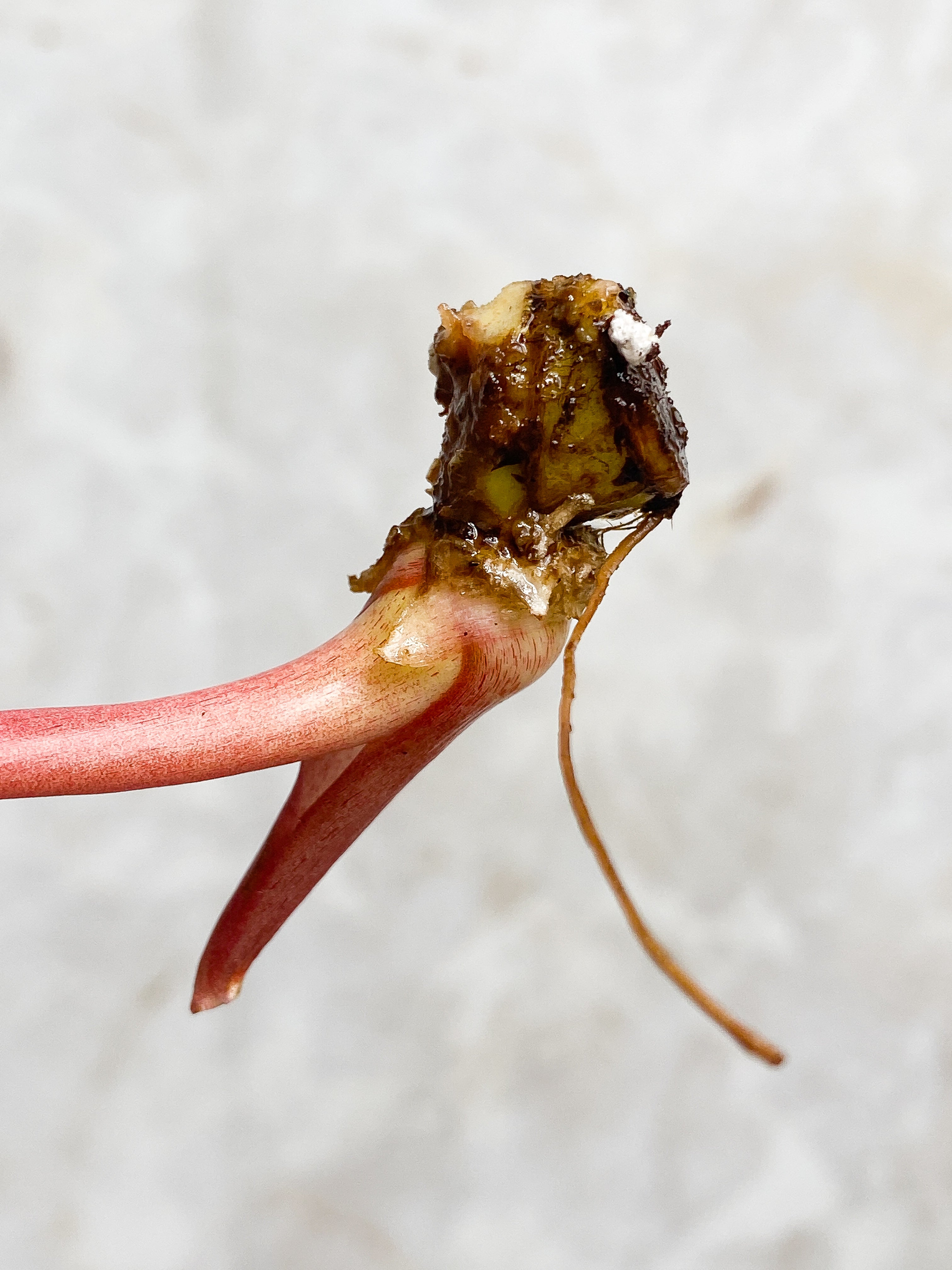 Philodendron Snowdrift 1 leaf 1 sprout rooting